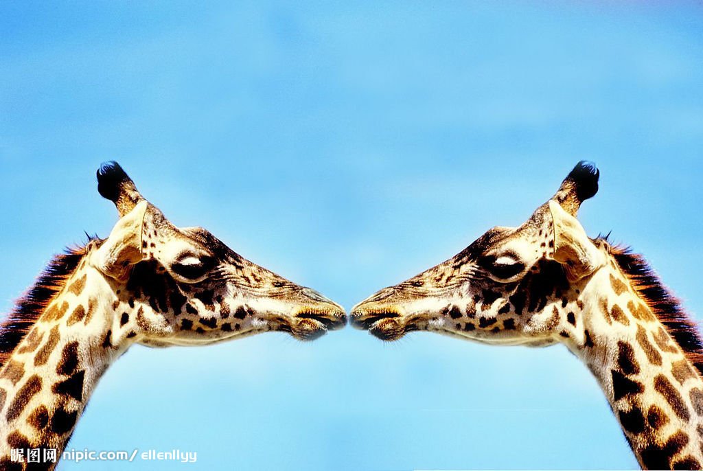 动物,鱼,长颈鹿