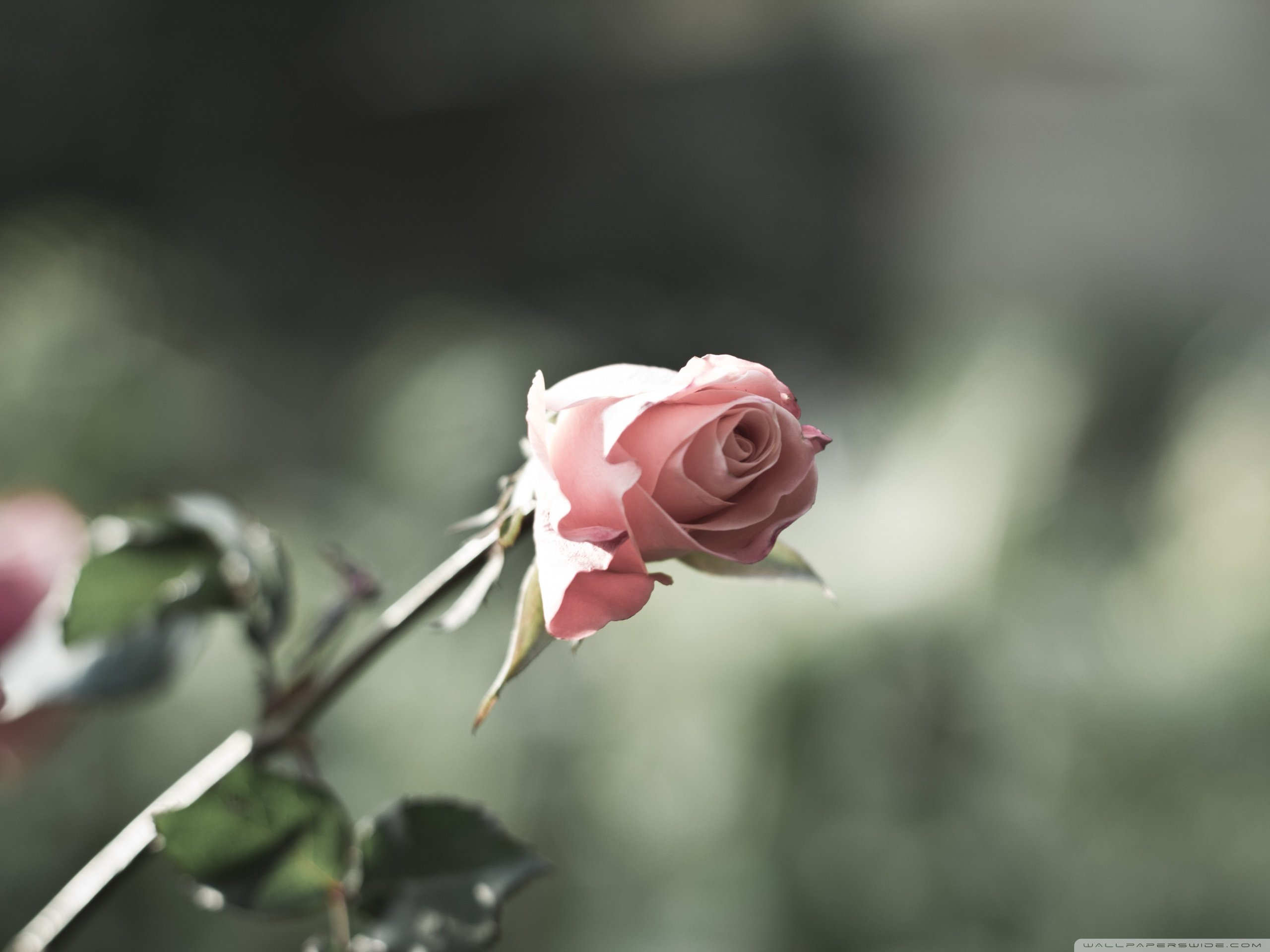 春分,春天,花,花开的声音,浪漫,清新,花朵,唯美,温暖,清新淡雅,鸟语花香