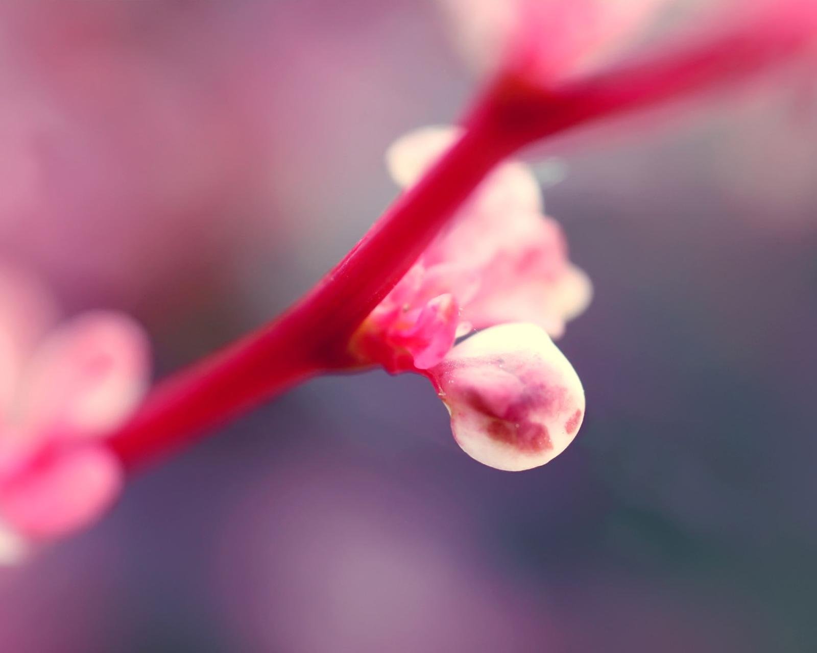 春分,春天,花,花开的声音,浪漫,清新,花朵,唯美,温暖,清新淡雅,鸟语花香