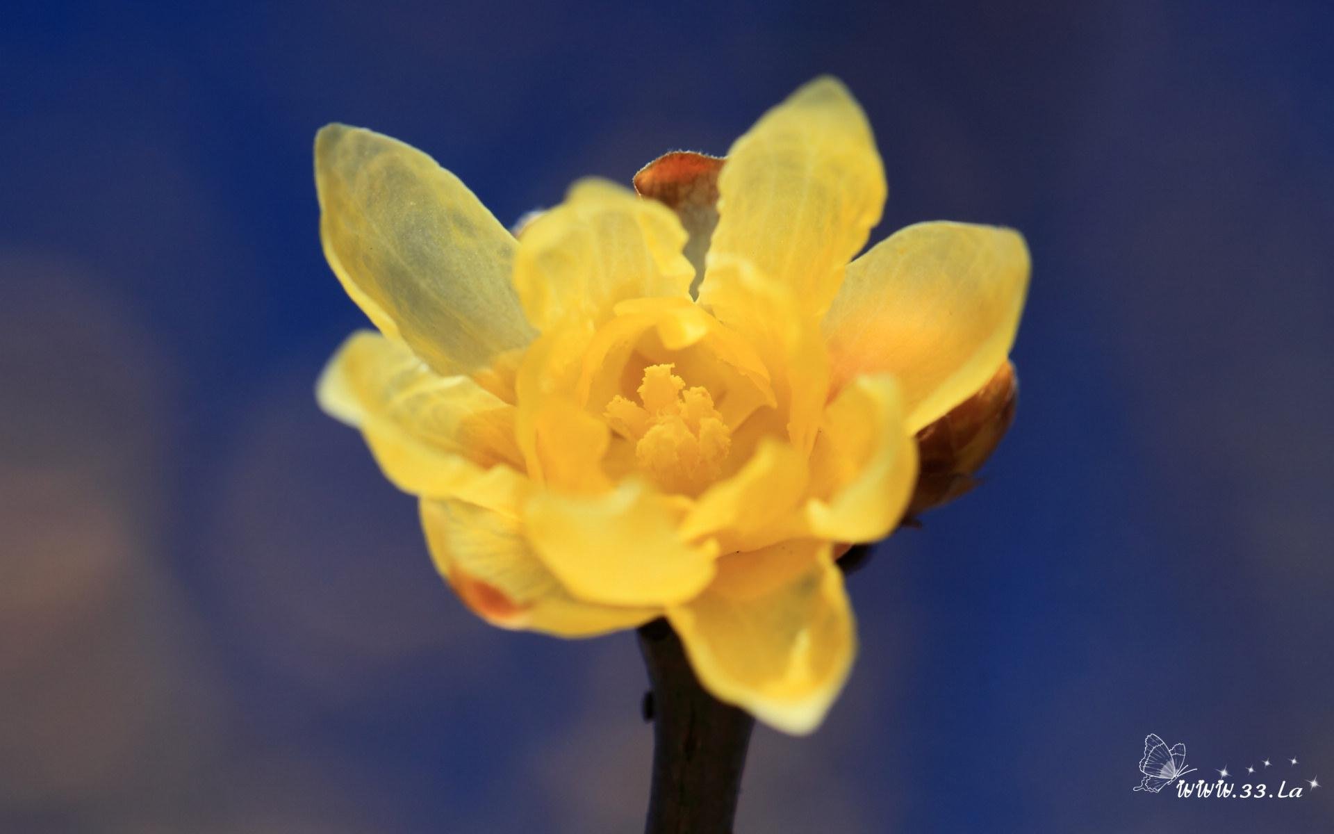 小清新,唯美,温馨,温暖,阳光,绿色养眼,自然,清新淡雅,花,春天,花团锦簇