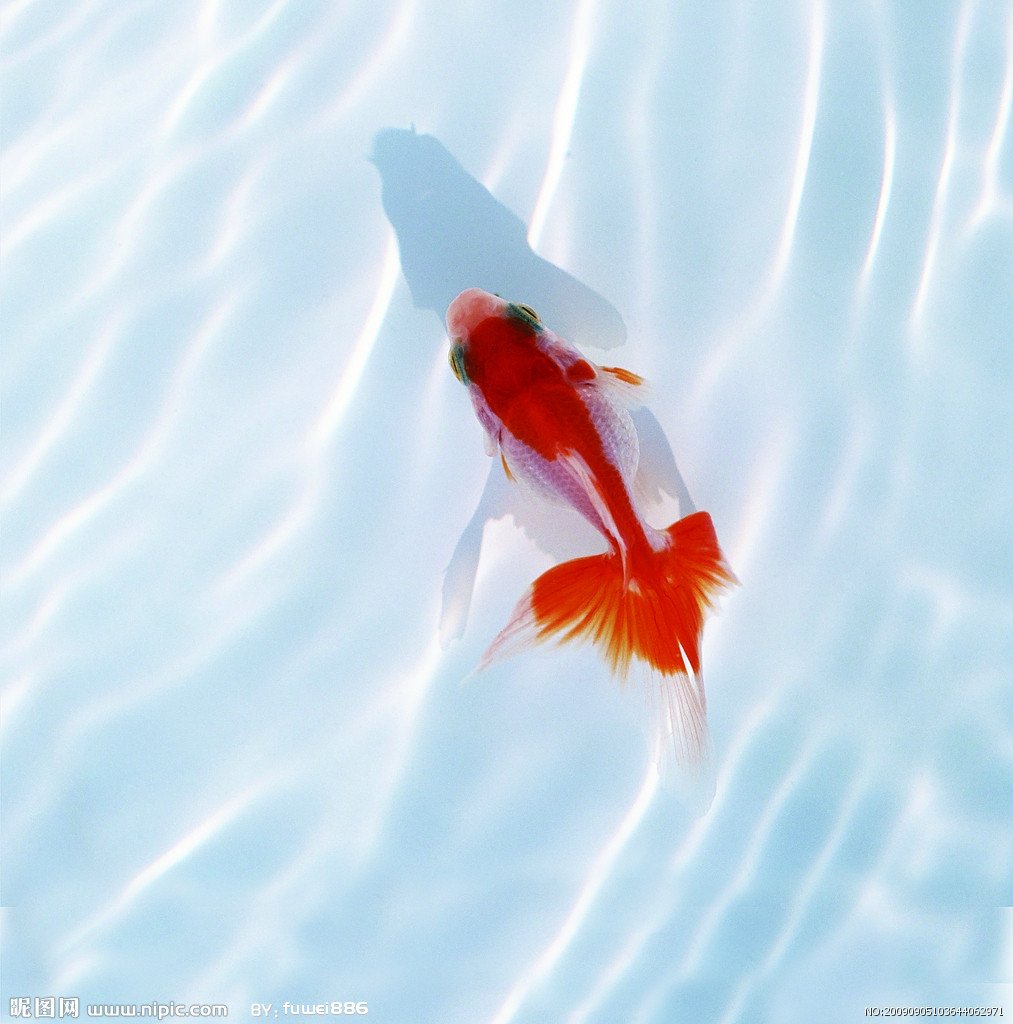 动物,金鱼,7秒的记忆,可爱,唯美,意境,游,安静,水下