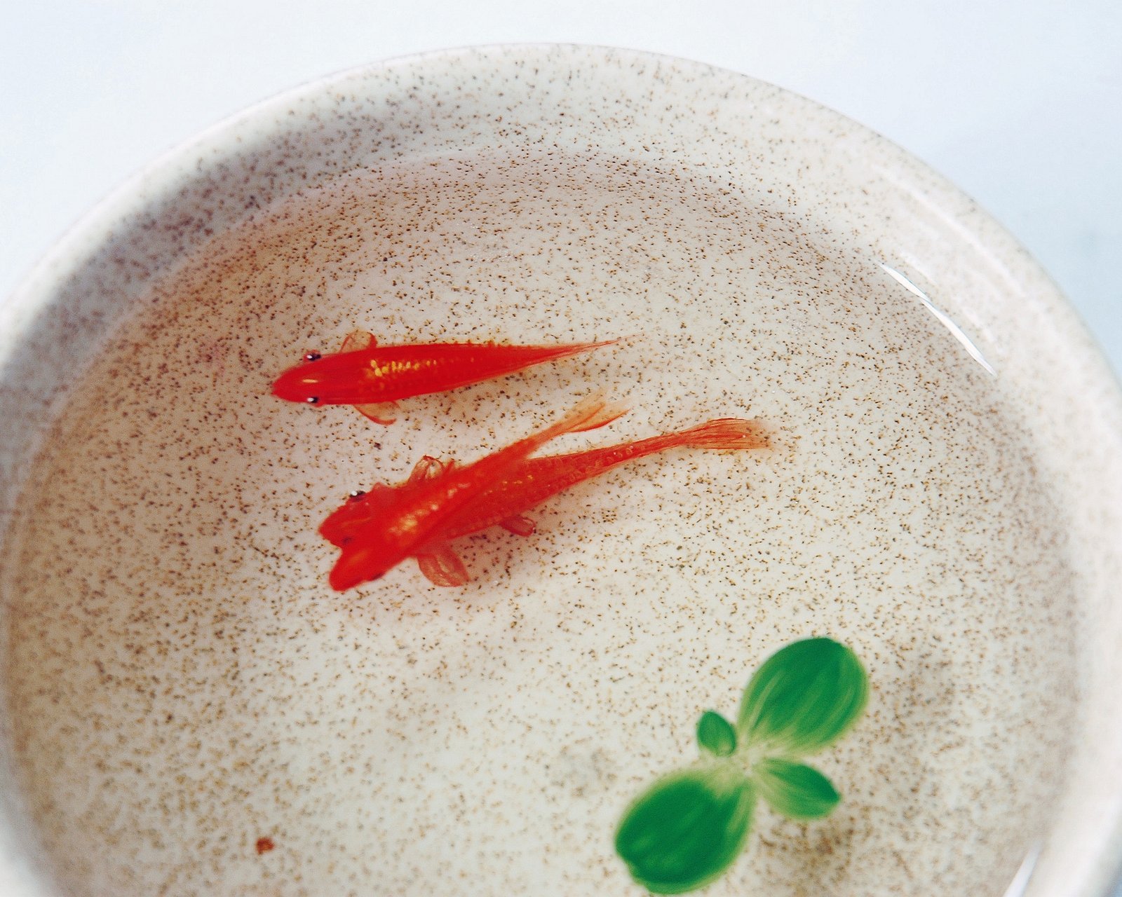 动物,金鱼,7秒的记忆,可爱,唯美,意境,游,安静,水下