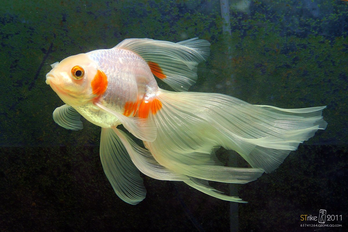 动物,金鱼,7秒的记忆,可爱,唯美,意境,游,安静,水下