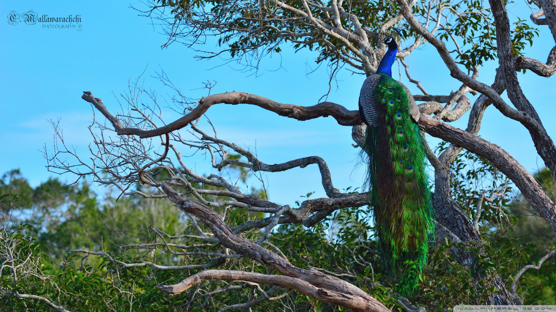 动物,野生动物,飞禽,鸟,飞翔,孔雀