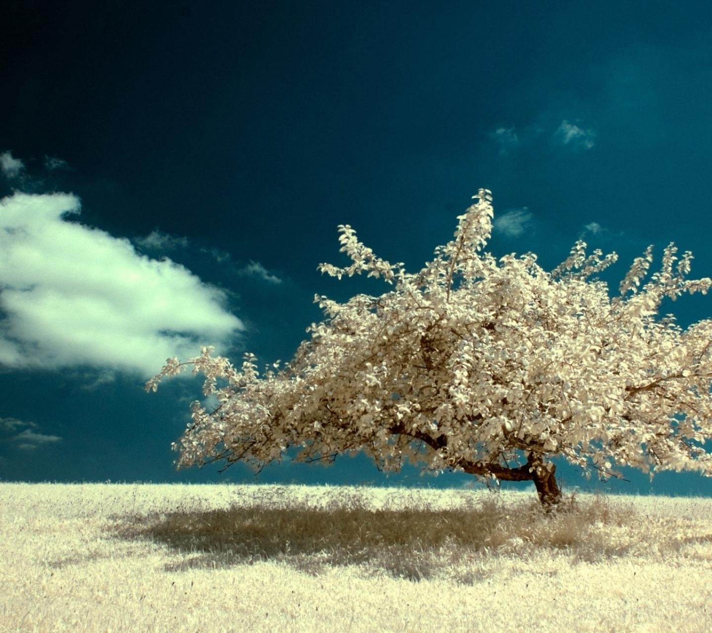 自然,风景,树,唯美,意境,孤单,来生要做一棵树