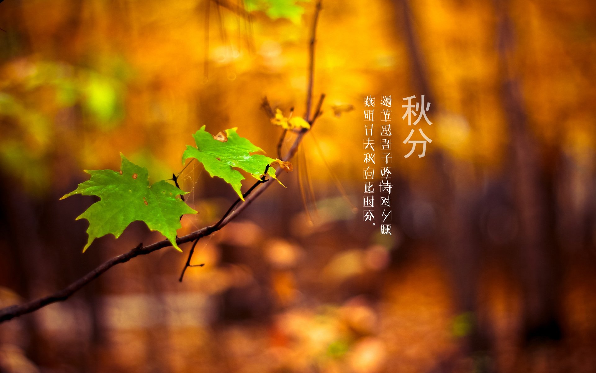 二十四节气,24节气,节气,风景,自然,风光,节日,秋分