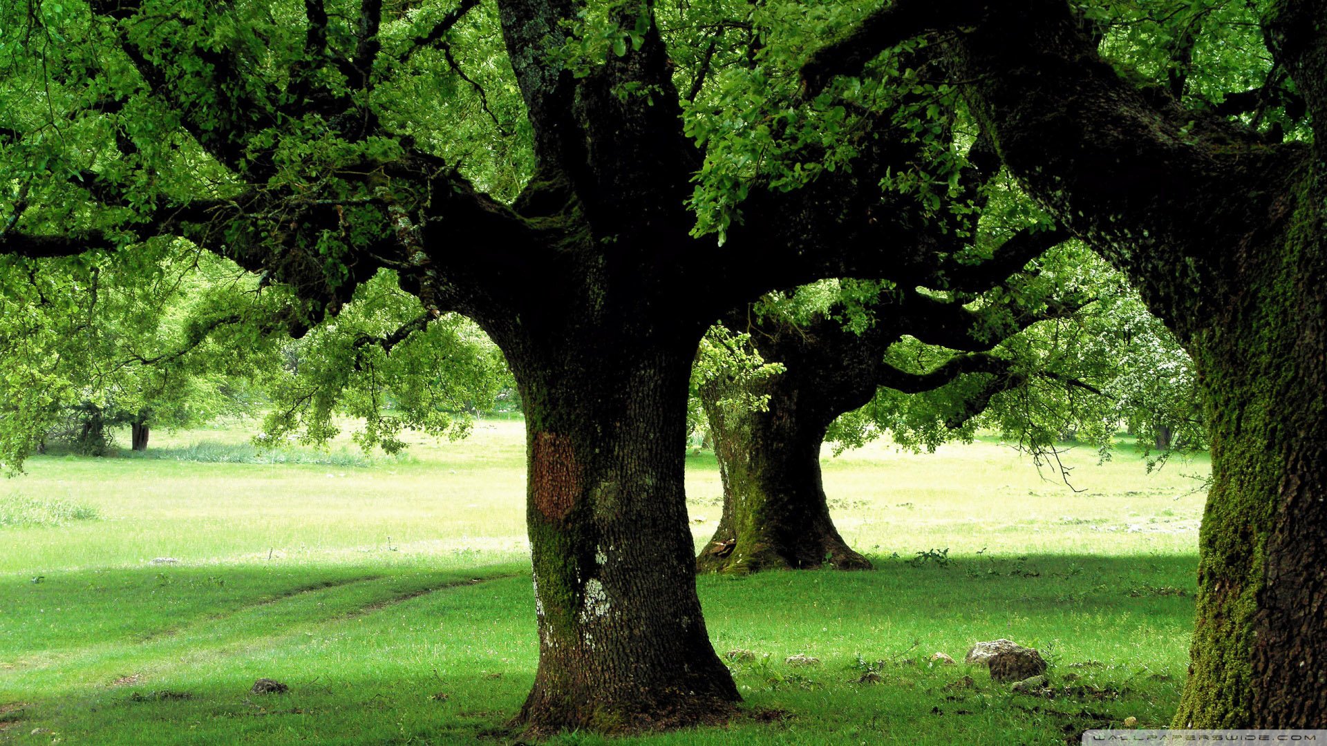 自然,风景,树,唯美,意境,孤单,来生要做一棵树