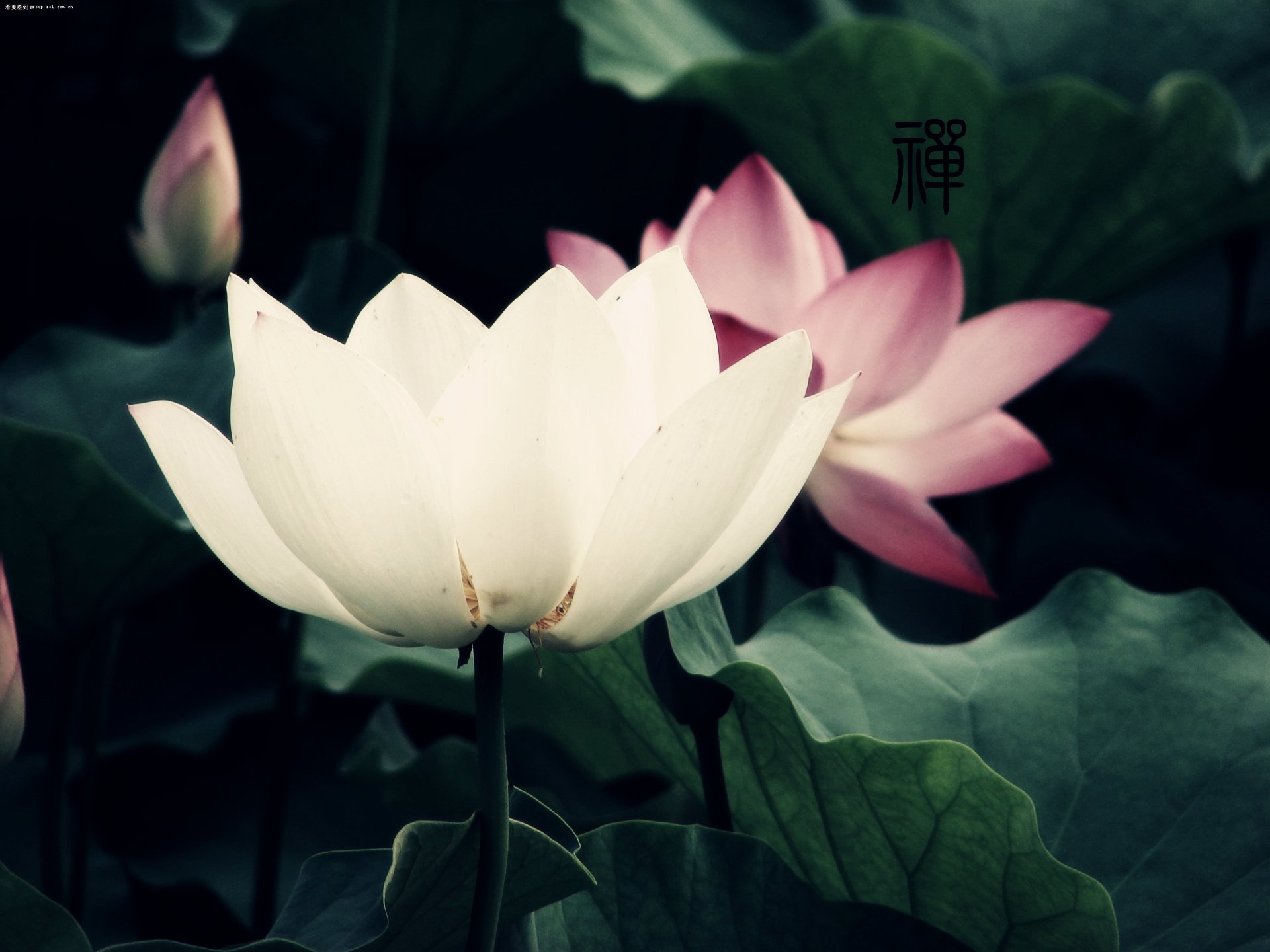 自然,风光,风景,禅境,微距,摄影,意境,安静,禅意荷花