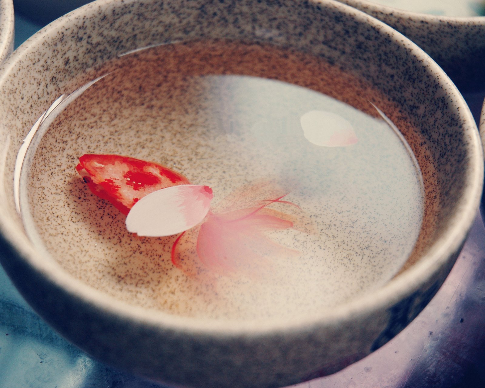 动物,金鱼,7秒的记忆,可爱,唯美,意境,游,安静,水下