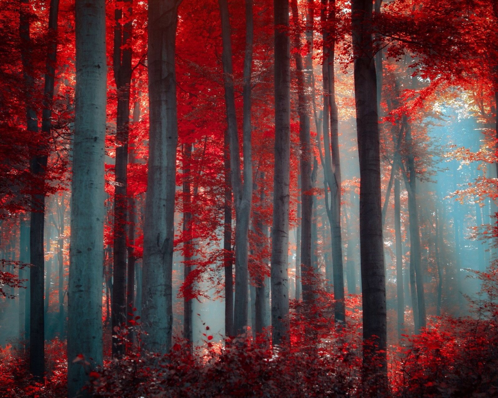 风景,自然,风光,唯美,安静,树林,秋天,阳光