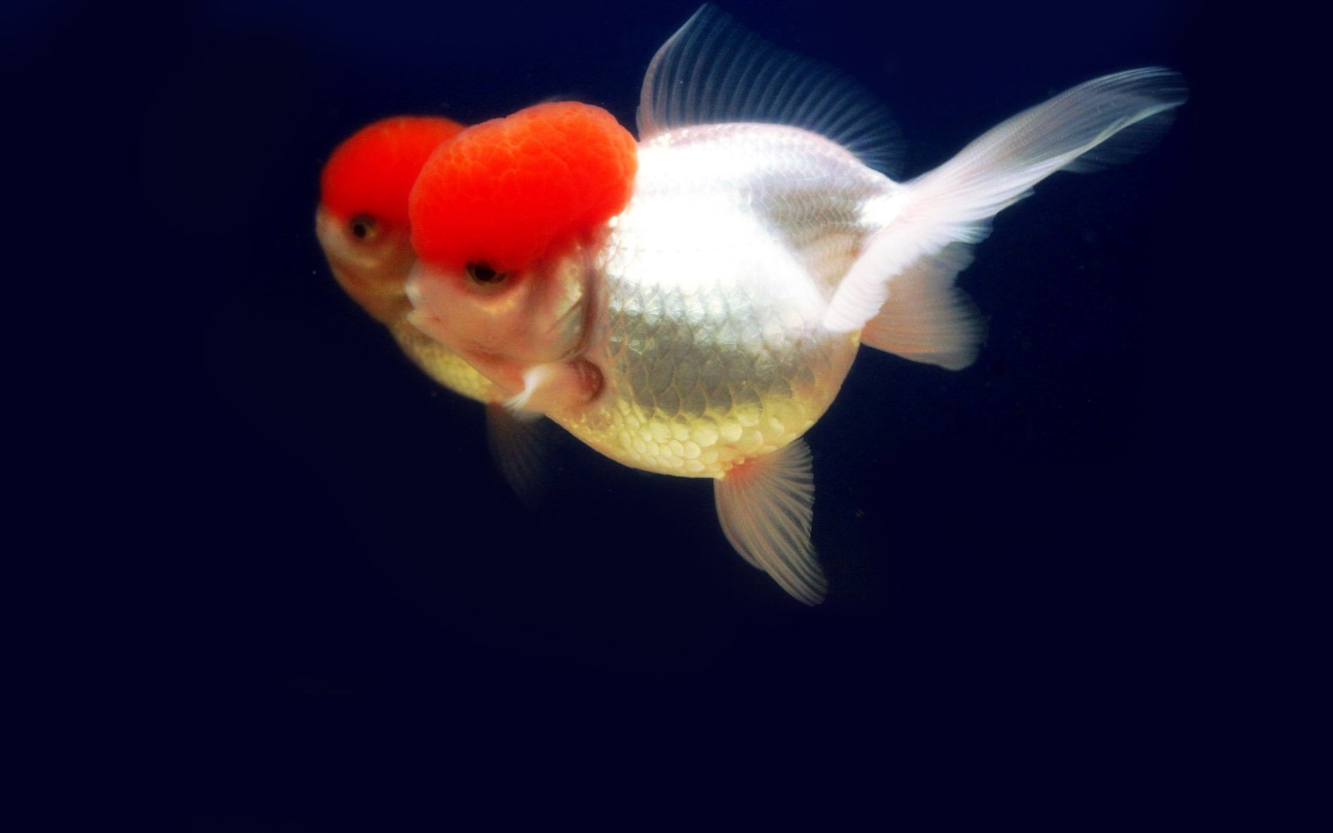 动物,金鱼,7秒的记忆,可爱,唯美,意境,游,安静,水下