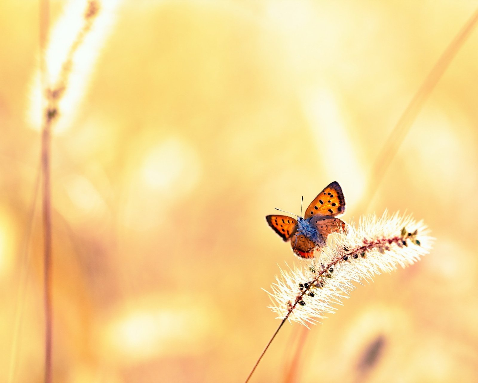 小清新,唯美,浪漫,温暖,温馨,干净,治愈系,慢生活,治愈,美好,蝴蝶