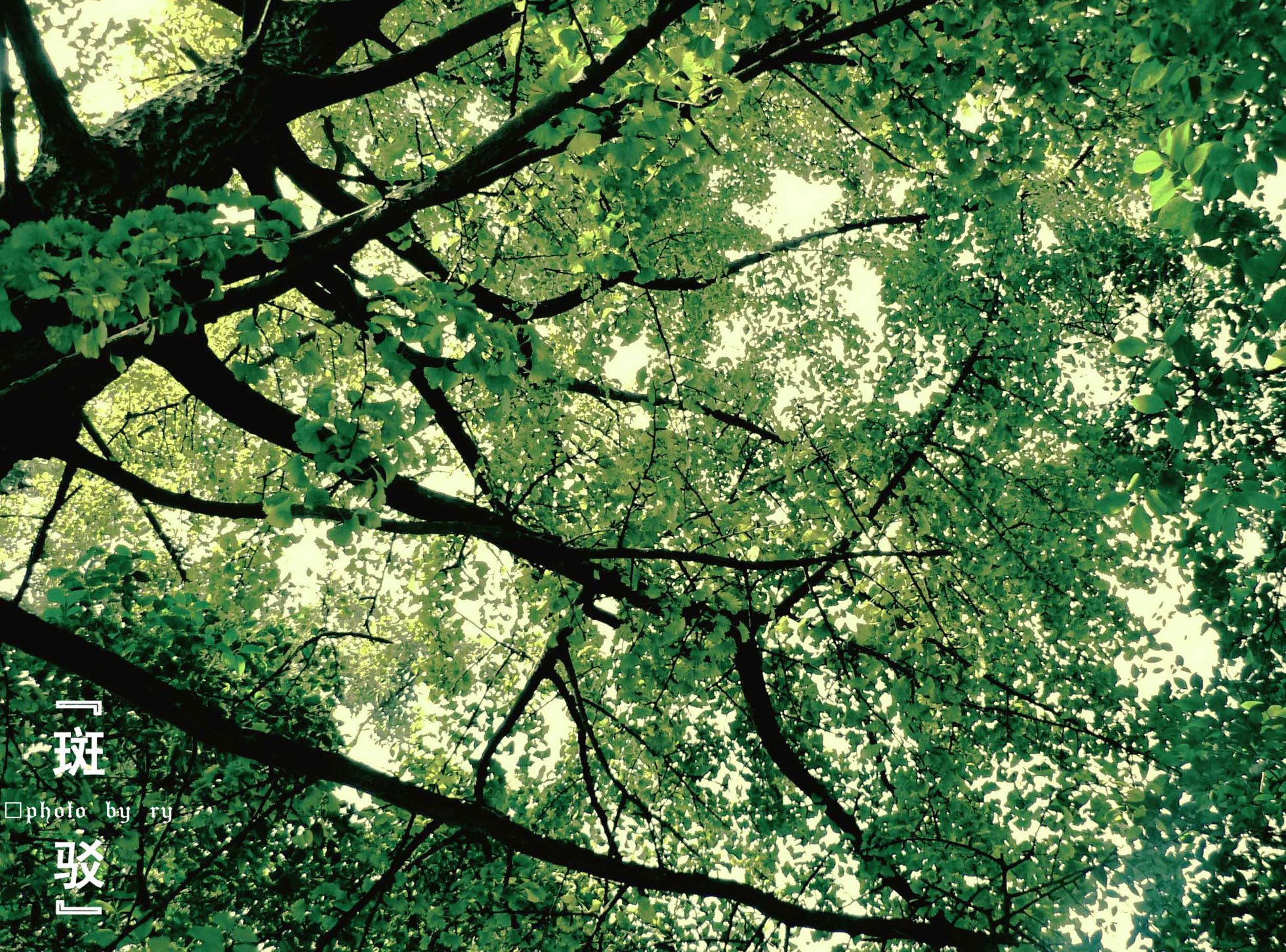 植树节,来生要做一棵树,风景,自然