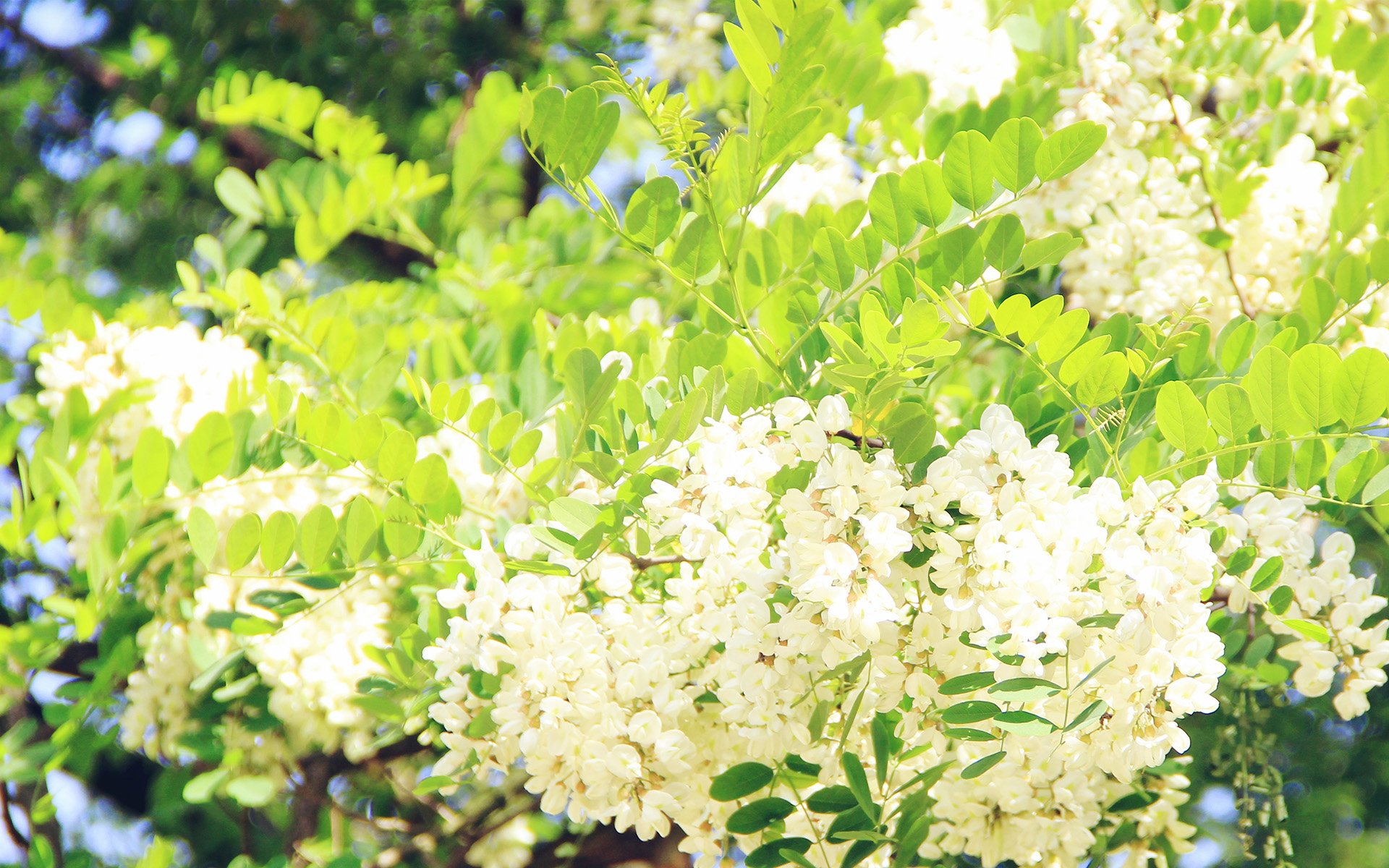 春分,春天,花,花开的声音,浪漫,清新,花朵,唯美,温暖,清新淡雅,鸟语花香