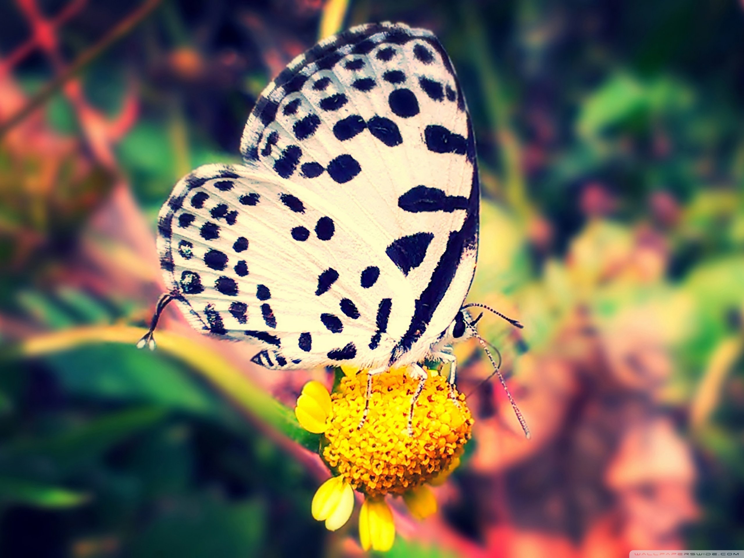 春分,春天,花,花开的声音,浪漫,清新,花朵,唯美,温暖,清新淡雅,鸟语花香