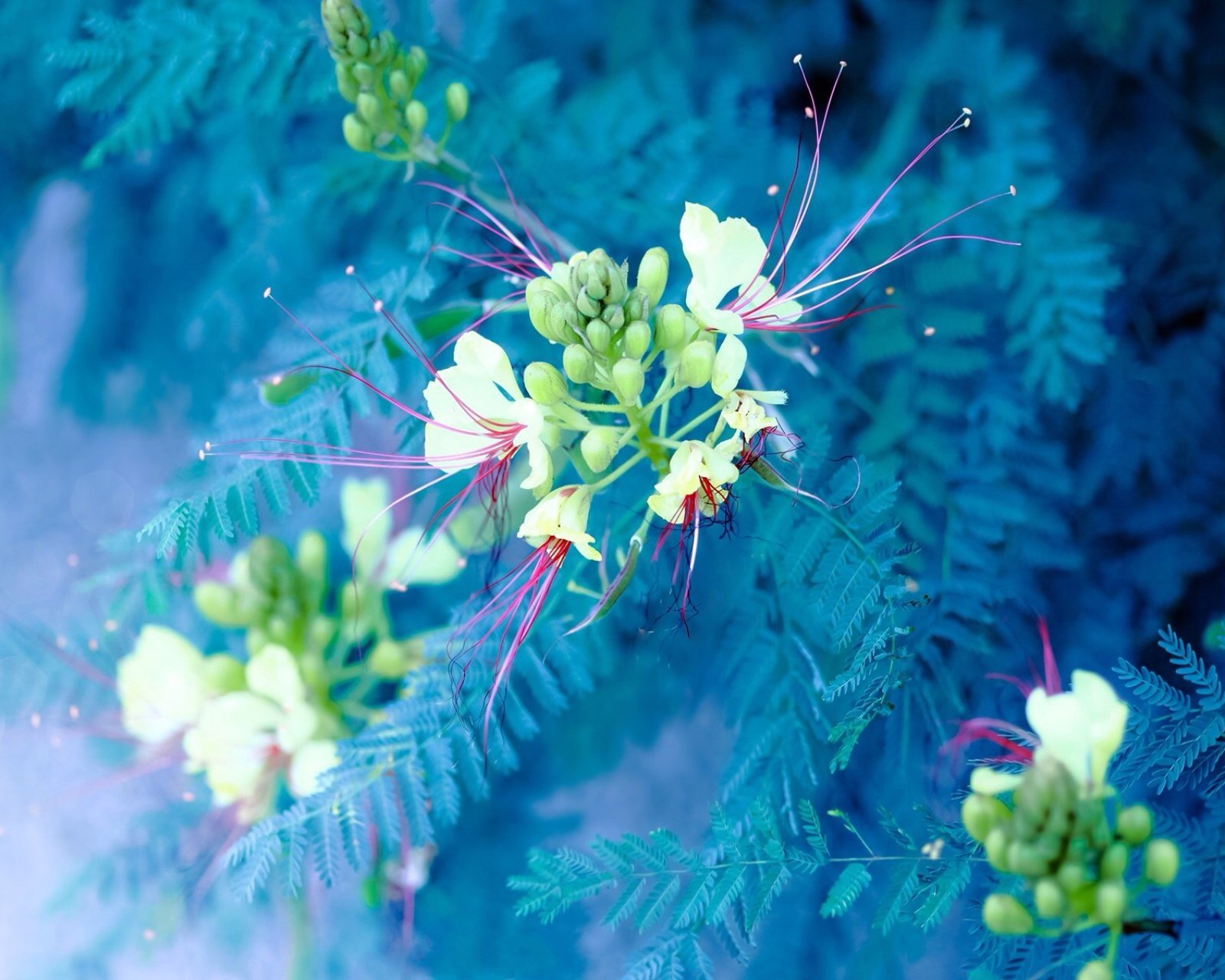 风景,自然,风光,水,花,唯美,意境