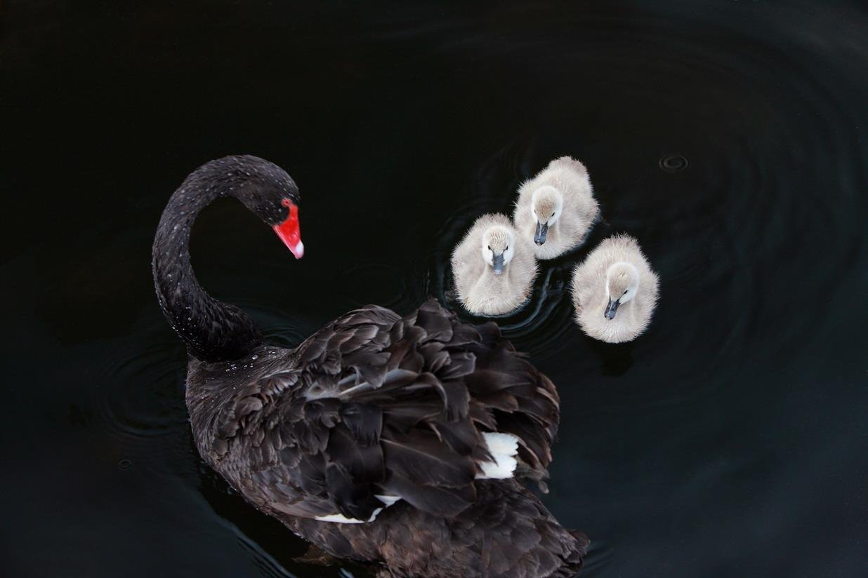 动物,天鹅,优雅