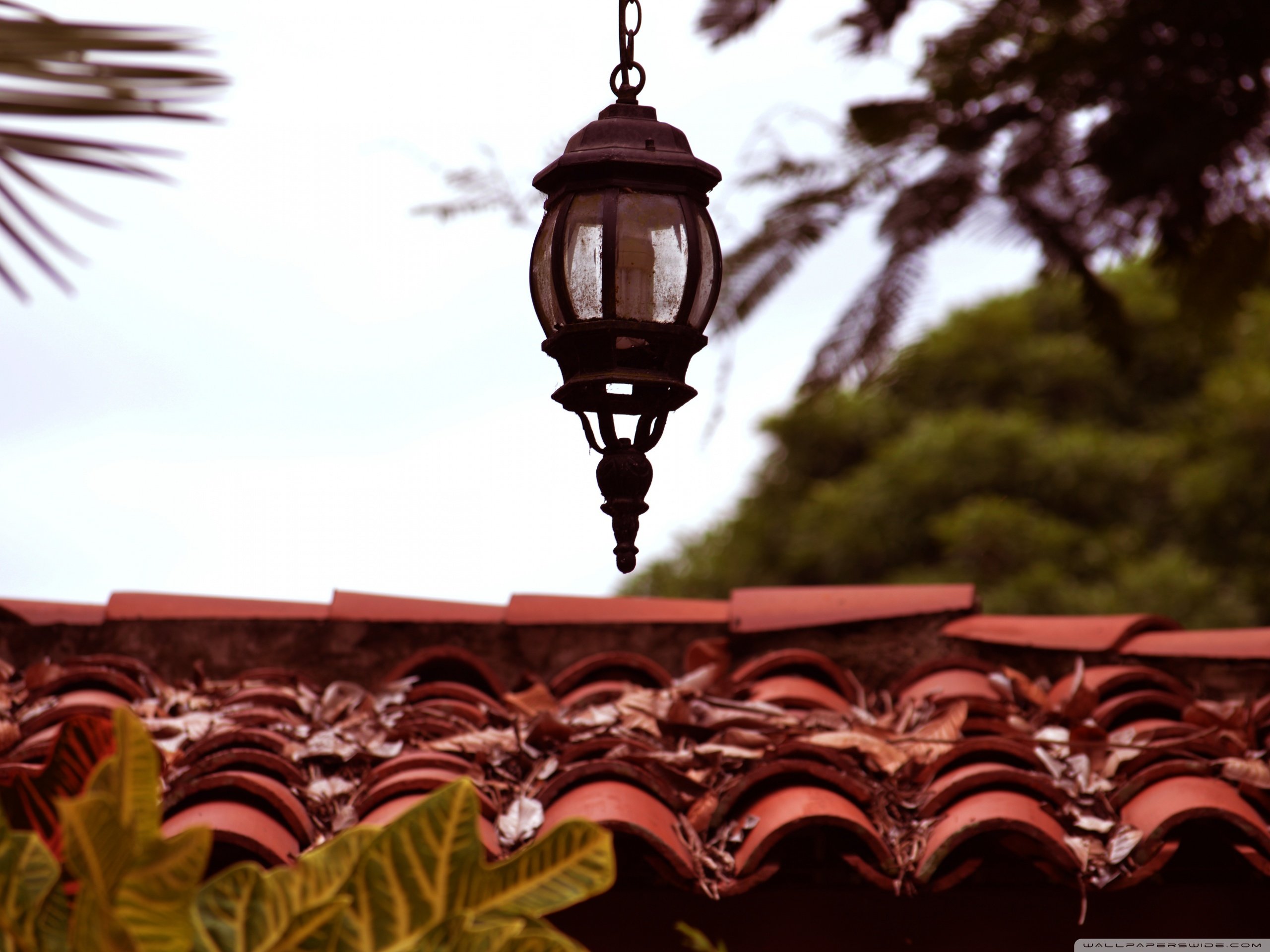 春分,春天,花,花开的声音,浪漫,清新,花朵,唯美,温暖,清新淡雅,鸟语花香