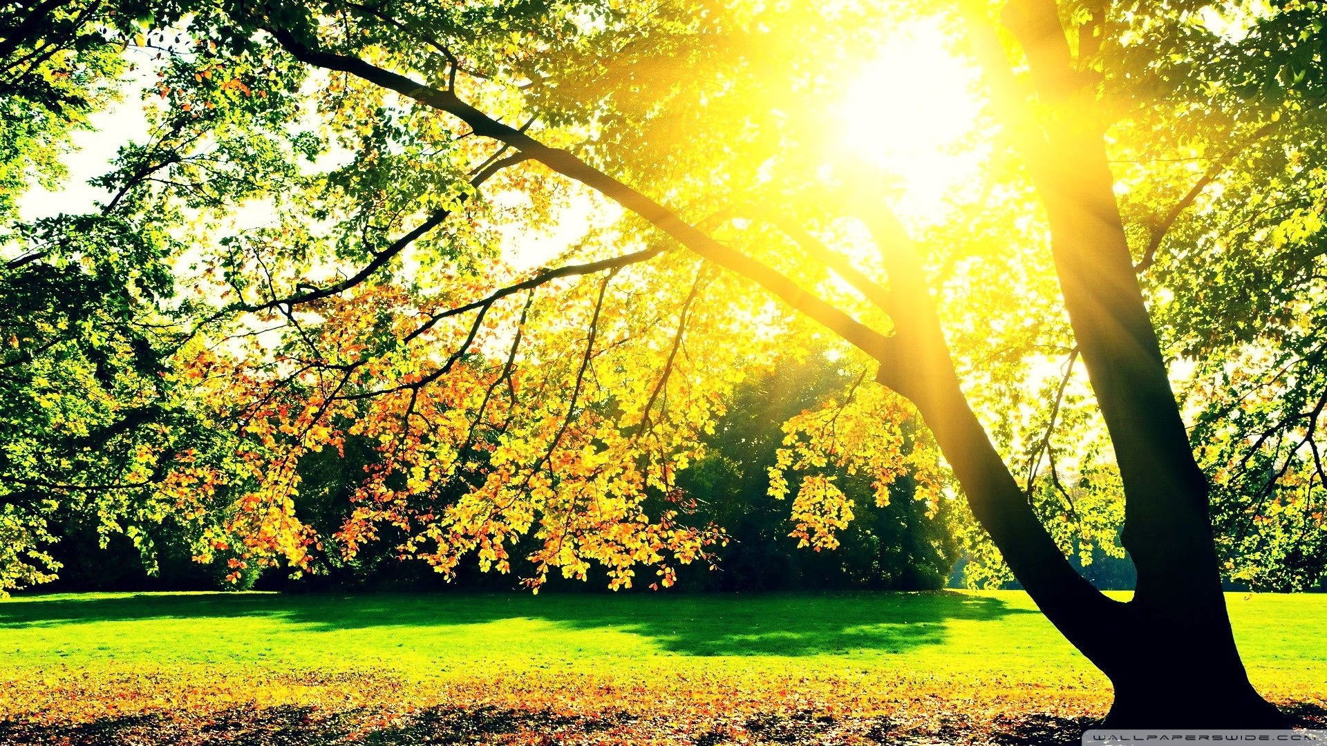 植树节,来生要做一棵树,风景,自然
