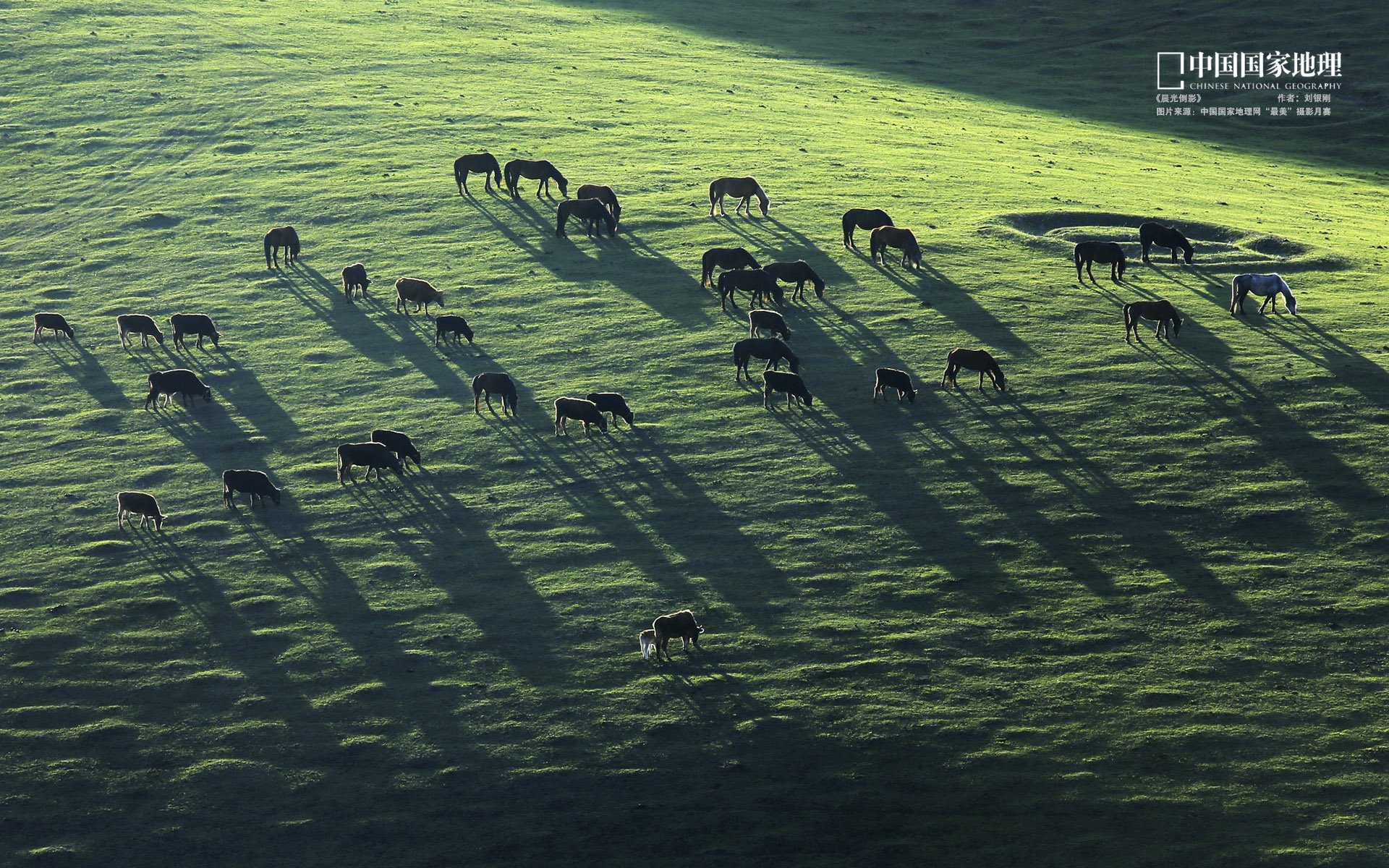 风景,自然风光,唯美,意境,在季节的转角处,草原,马,绿色,护眼壁纸