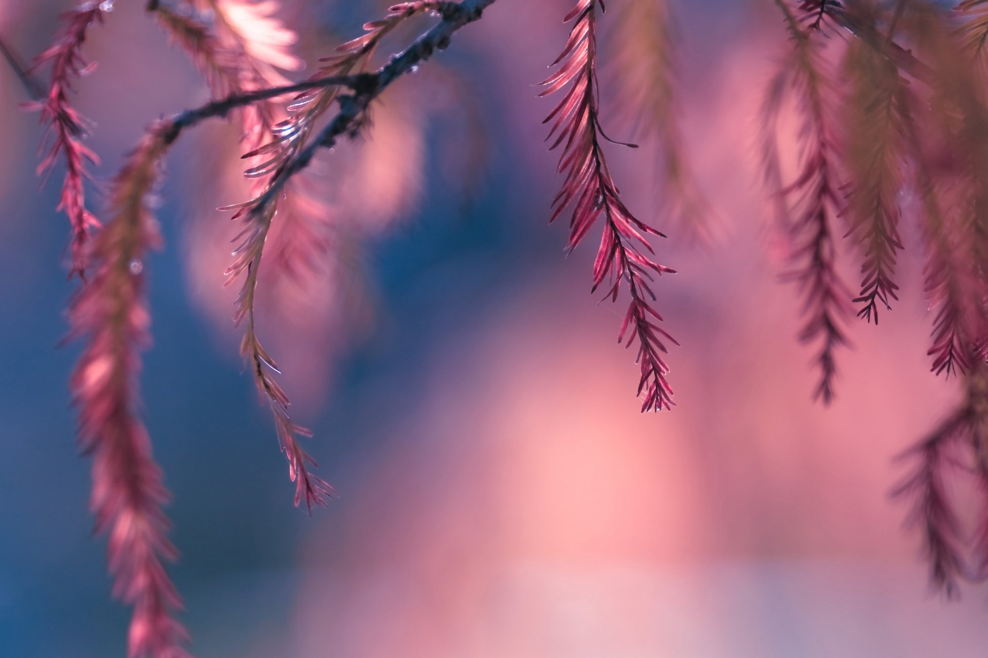 小清新,唯美,温馨,温暖,阳光,绿色养眼,自然,清新淡雅,花,春天,花团锦簇