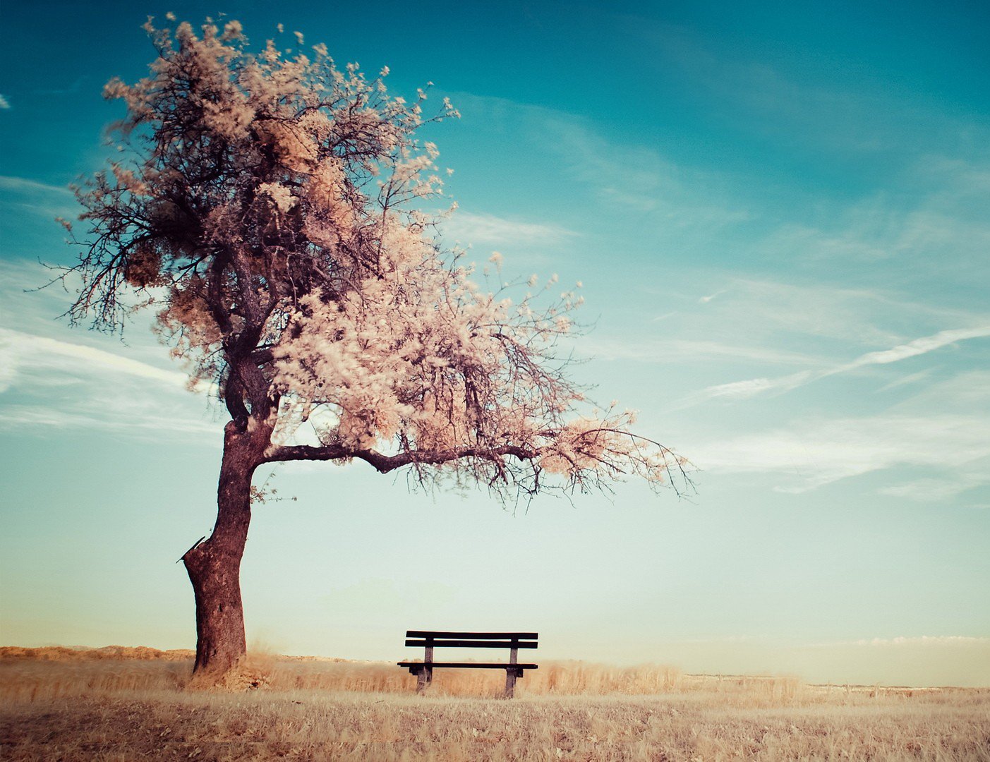 自然,风景,树,唯美,意境,孤单,来生要做一棵树