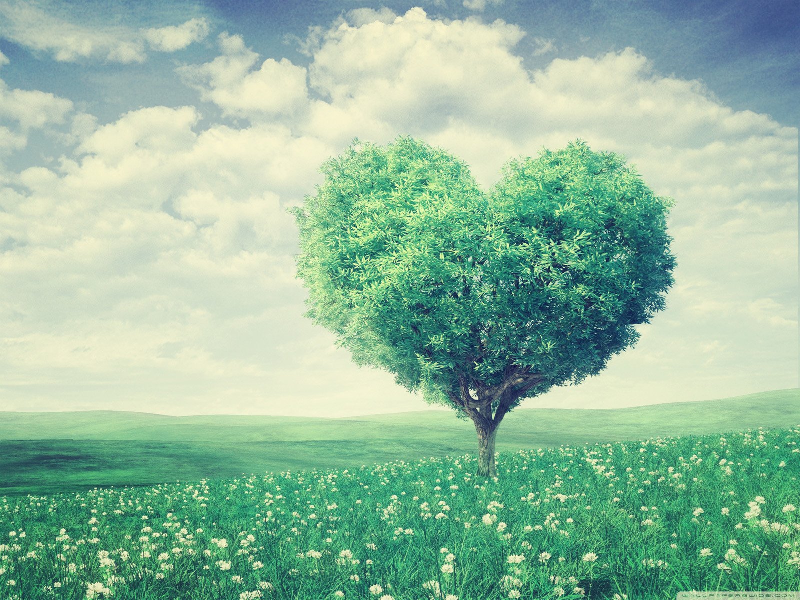 自然,风景,树,唯美,意境,孤单,来生要做一棵树