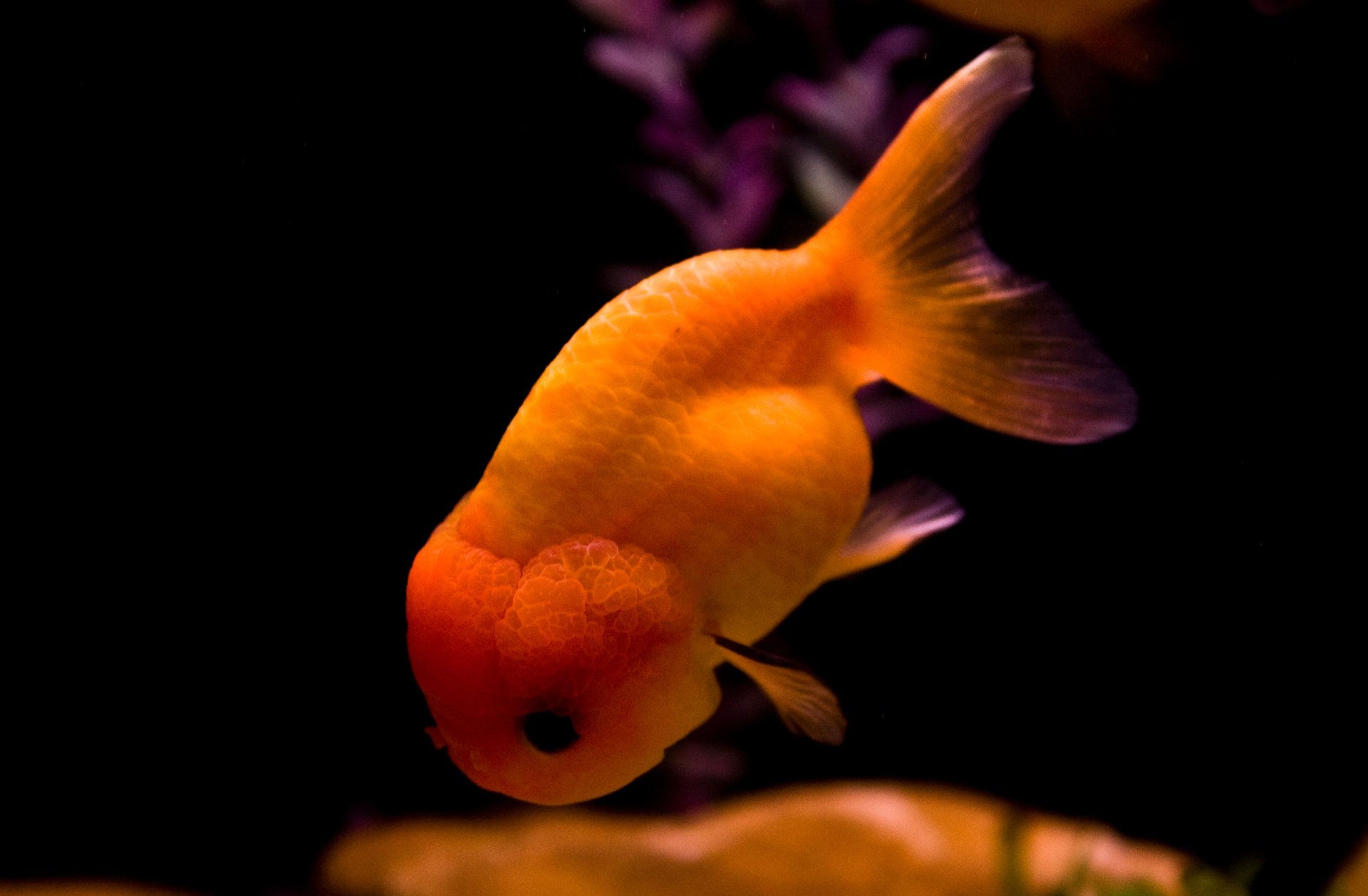 动物,金鱼,7秒的记忆,可爱,唯美,意境,游,安静,水下