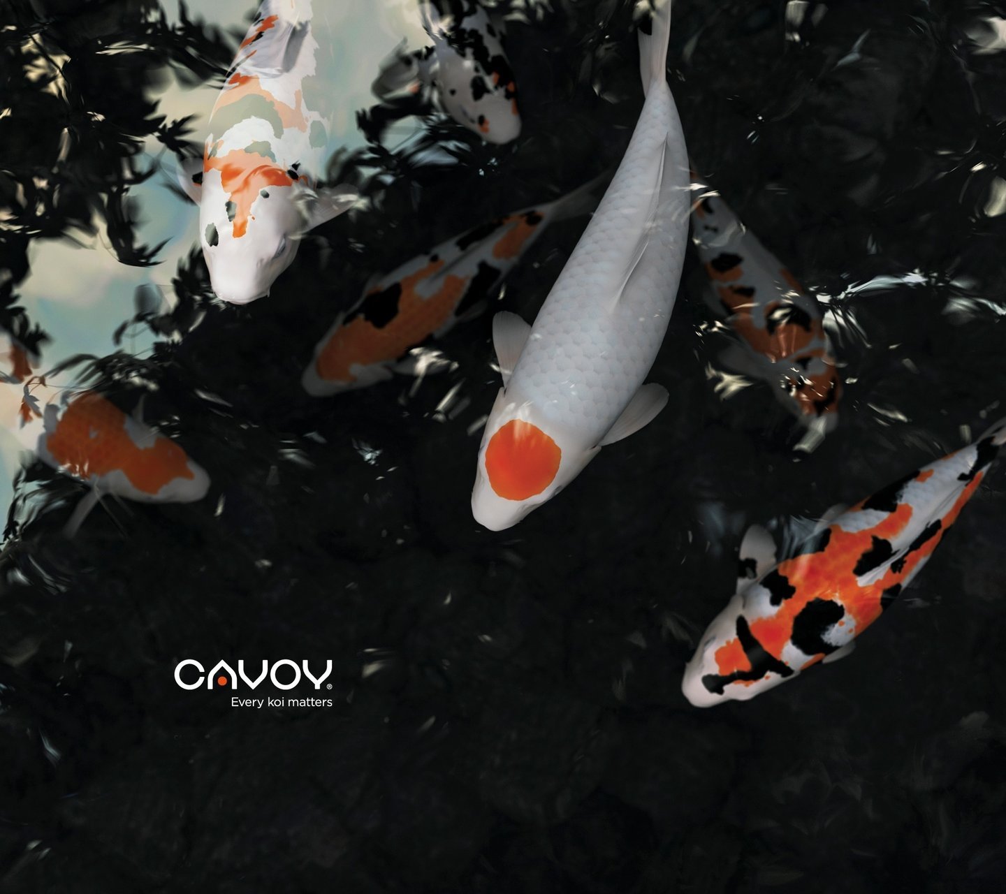 动物,金鱼,7秒的记忆,可爱,唯美,意境,游,安静,水下