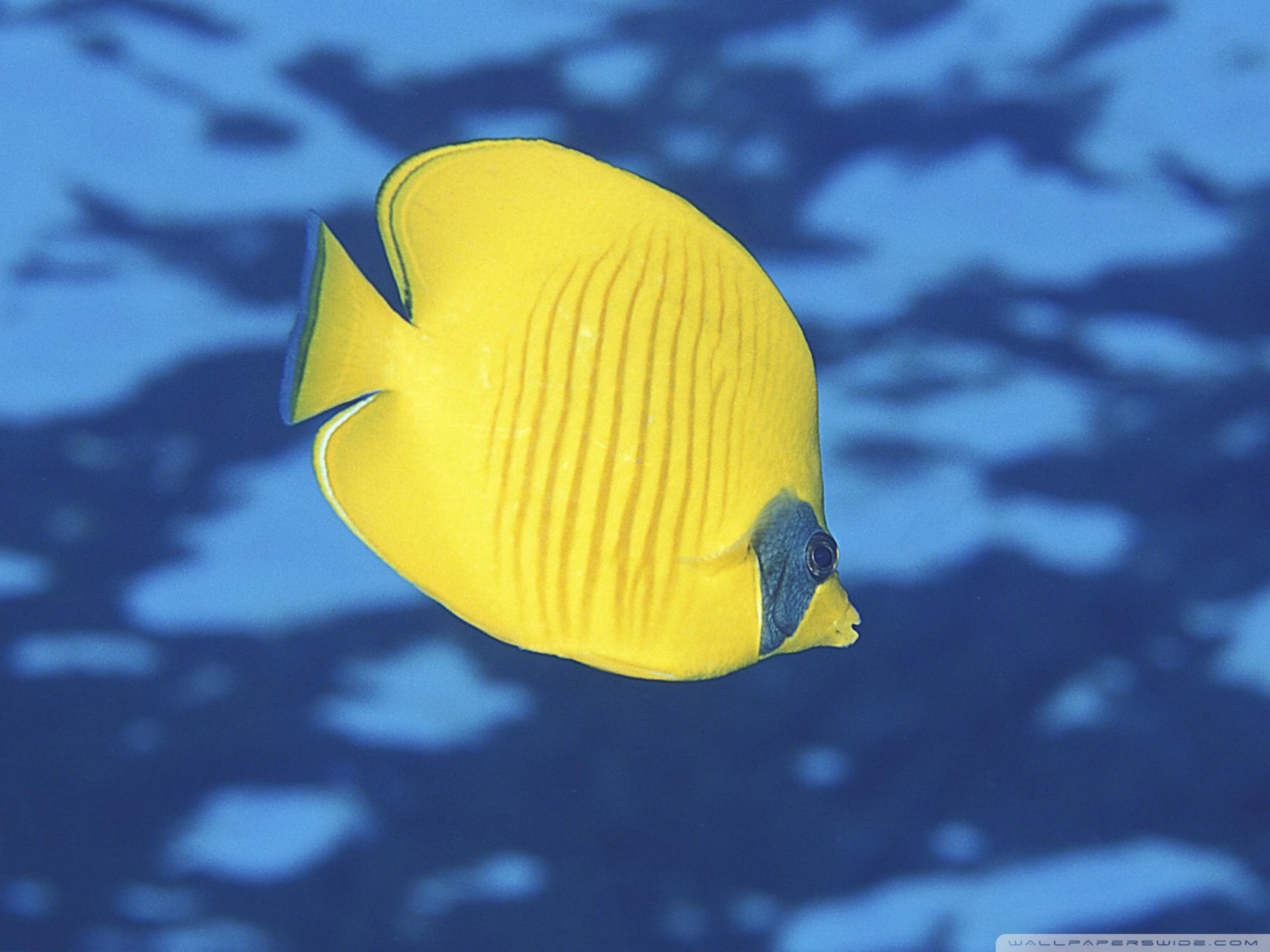 动物,鱼,海底世界