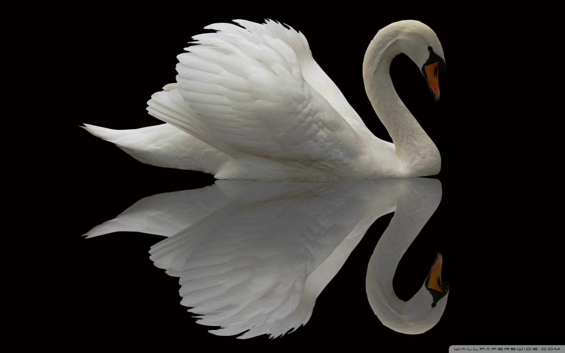 动物,野生动物,飞禽,鸟,飞翔,天鹅