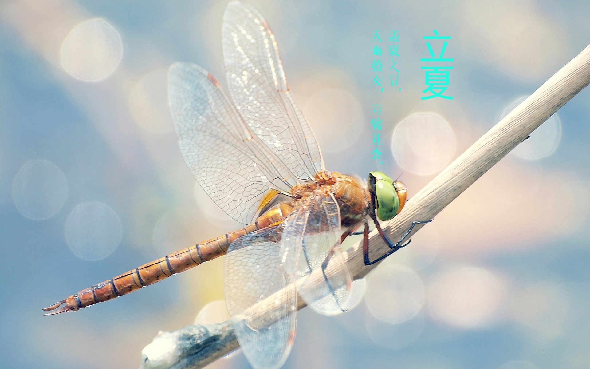 二十四节气,24节气,节气,风景,自然,风光,节日,立夏