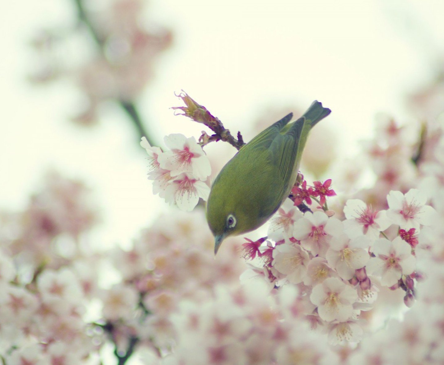 小清新,唯美,浪漫,温暖,温馨,干净,治愈系,慢生活,治愈,美好,花,春天,阳光,一场花开