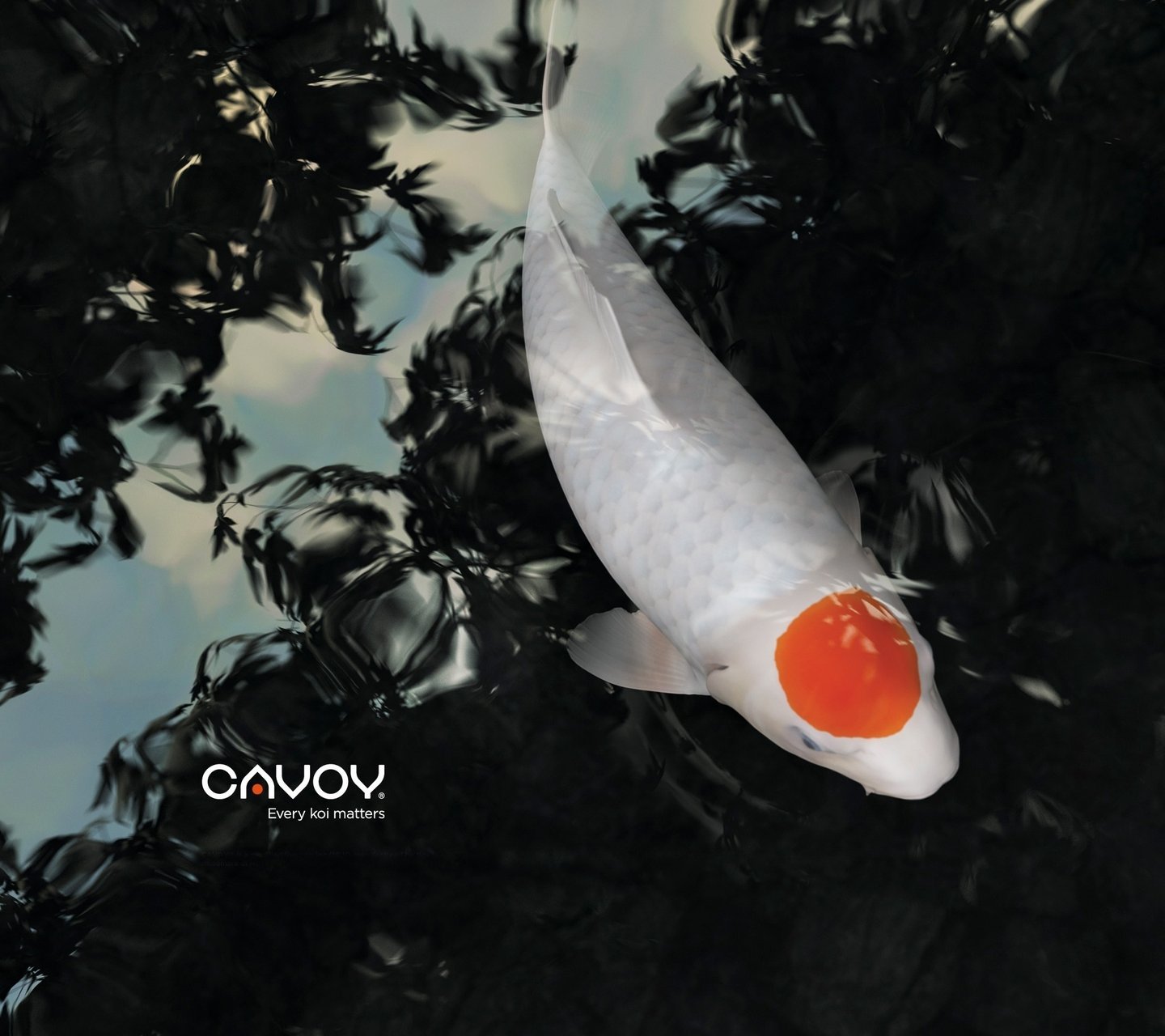 动物,金鱼,7秒的记忆,可爱,唯美,意境,游,安静,水下