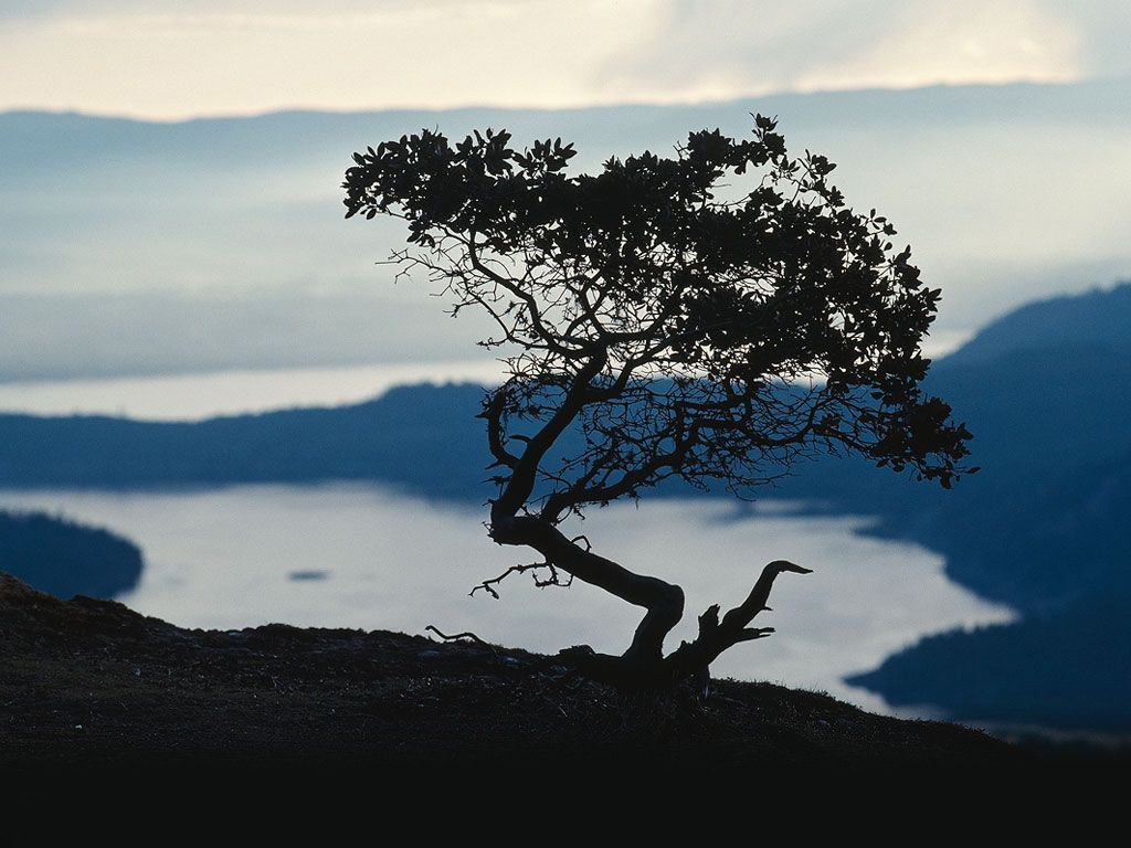 自然,风景,树,唯美,意境,孤单,来生要做一棵树