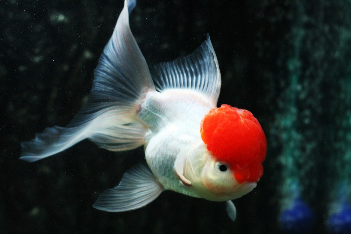 动物,金鱼,7秒的记忆,可爱,唯美,意境,游,安静,水下