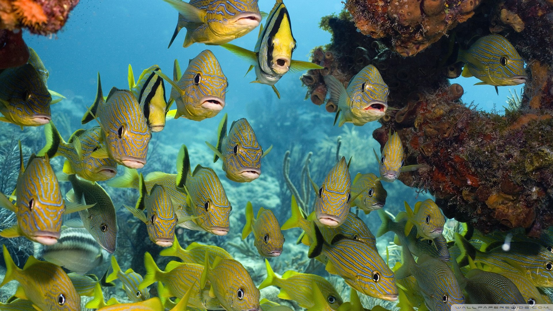 动物,野生动物,海洋天堂,海底世界,鱼