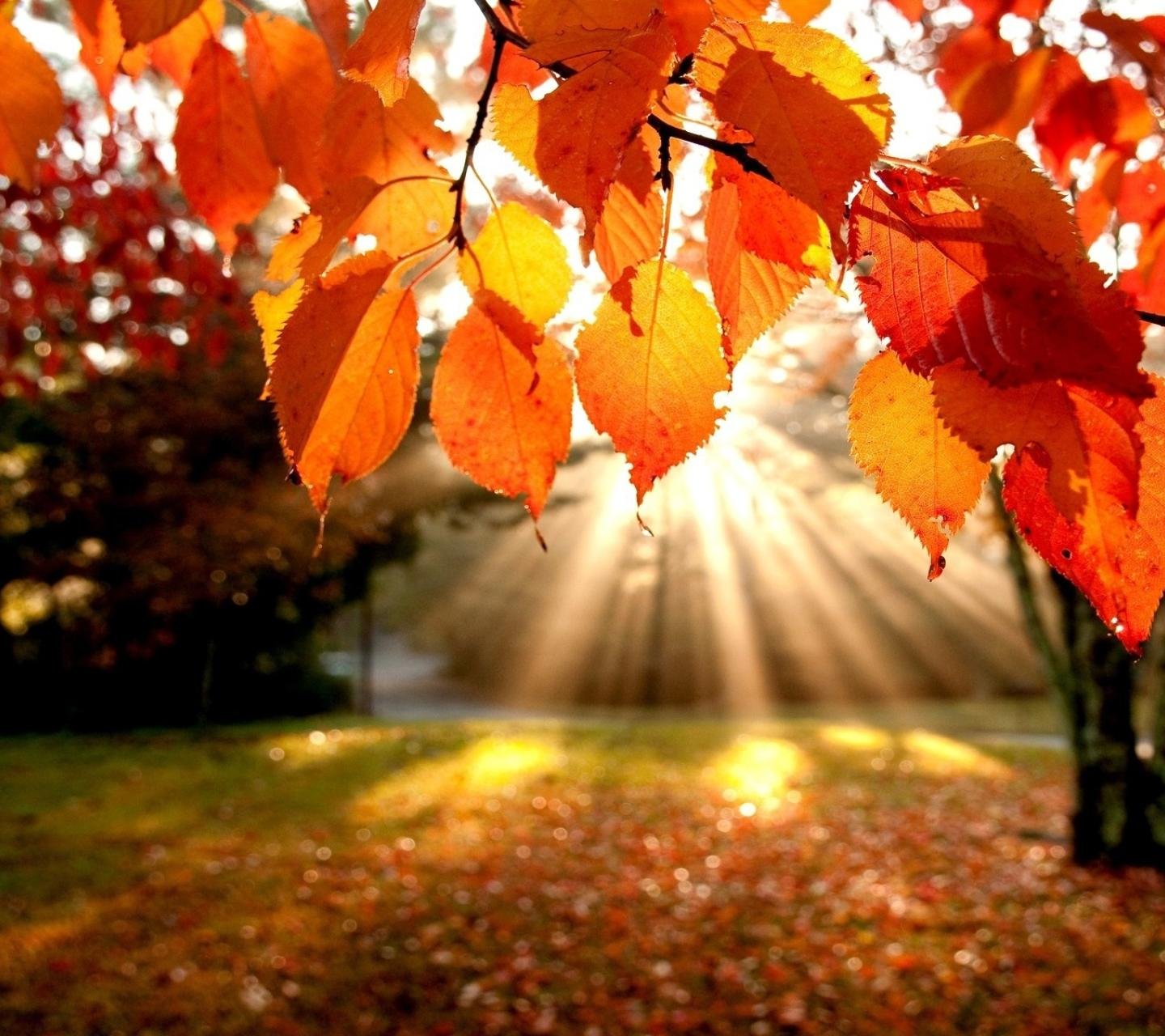 风景,自然,风光,秋天,枫叶,阳光