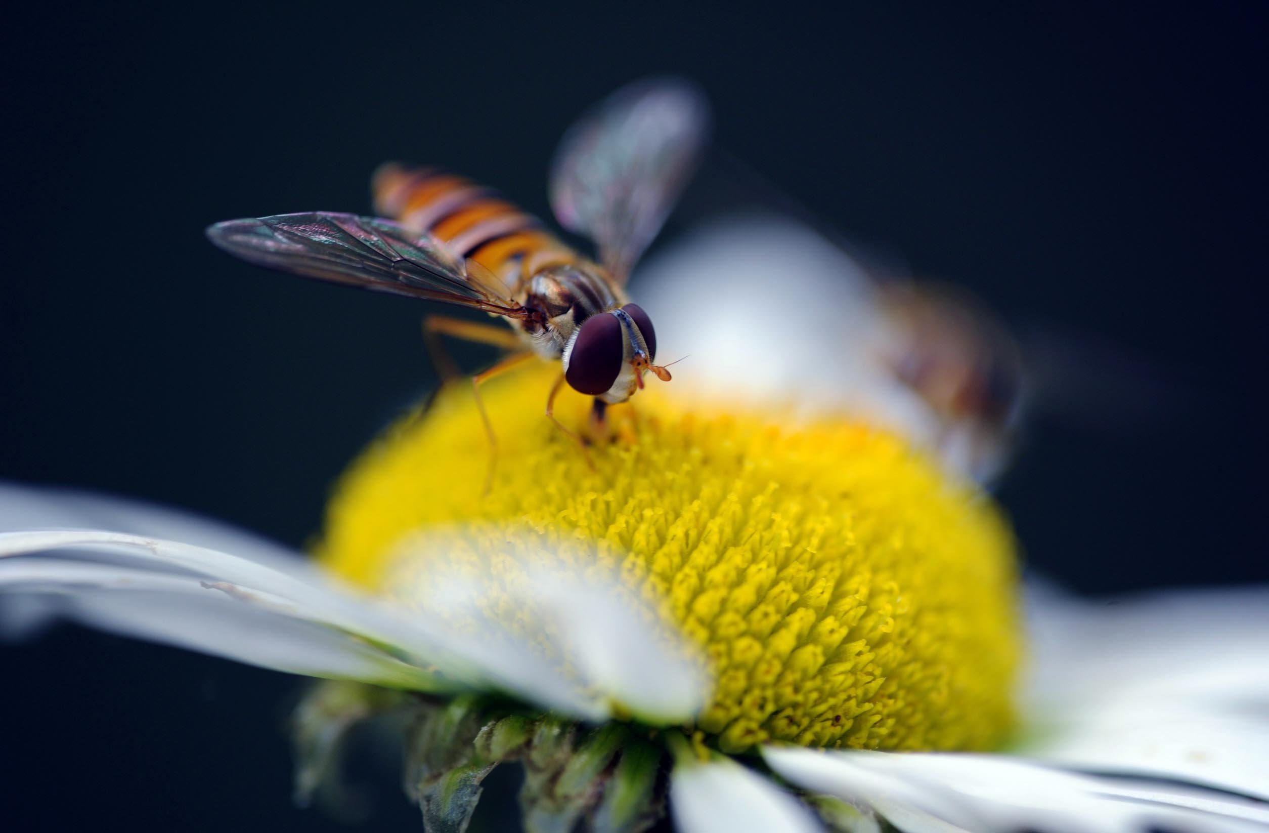 春分,春天,花,花开的声音,浪漫,清新,花朵,唯美,温暖,清新淡雅,鸟语花香