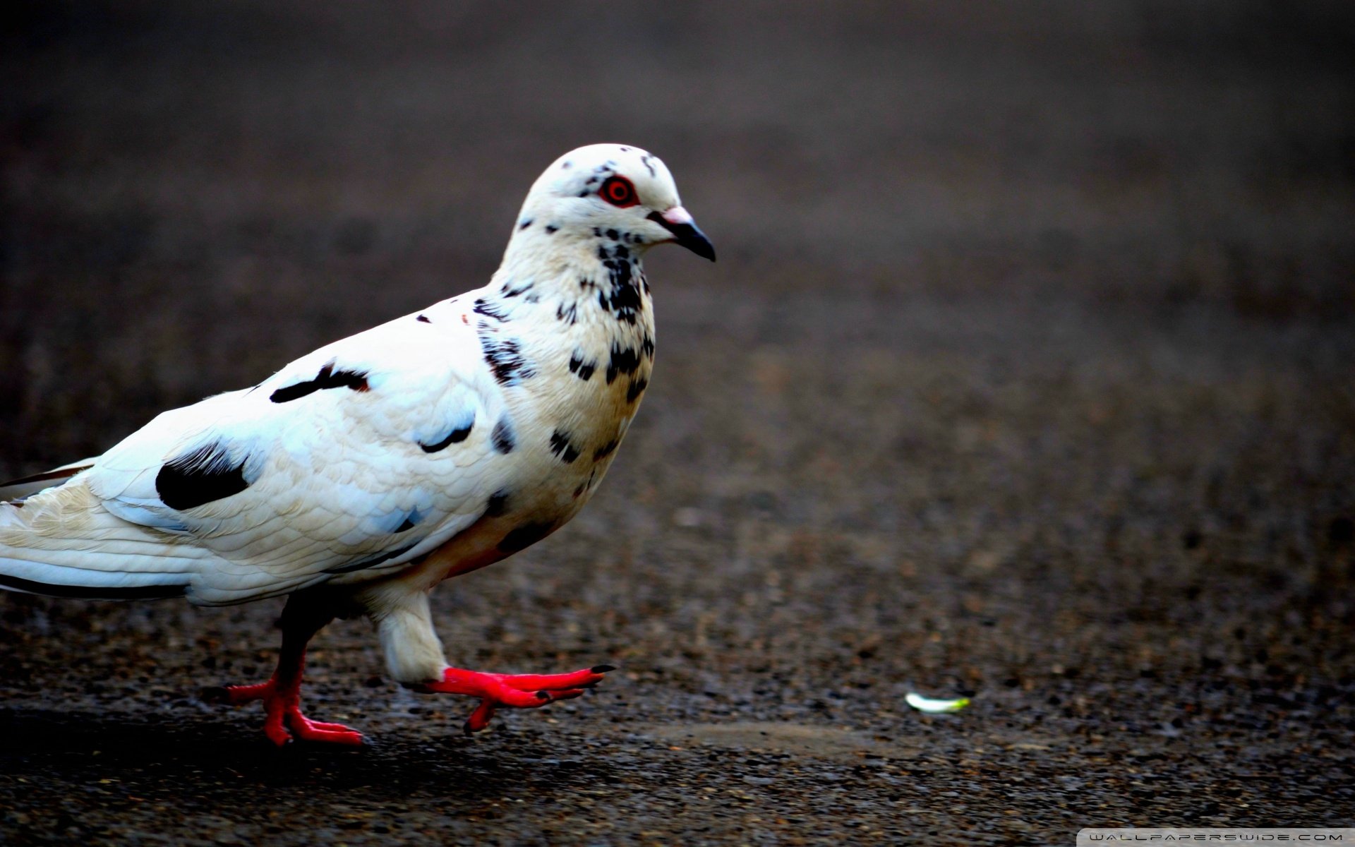 动物,野生动物,飞禽,鸟,飞翔,鸽子