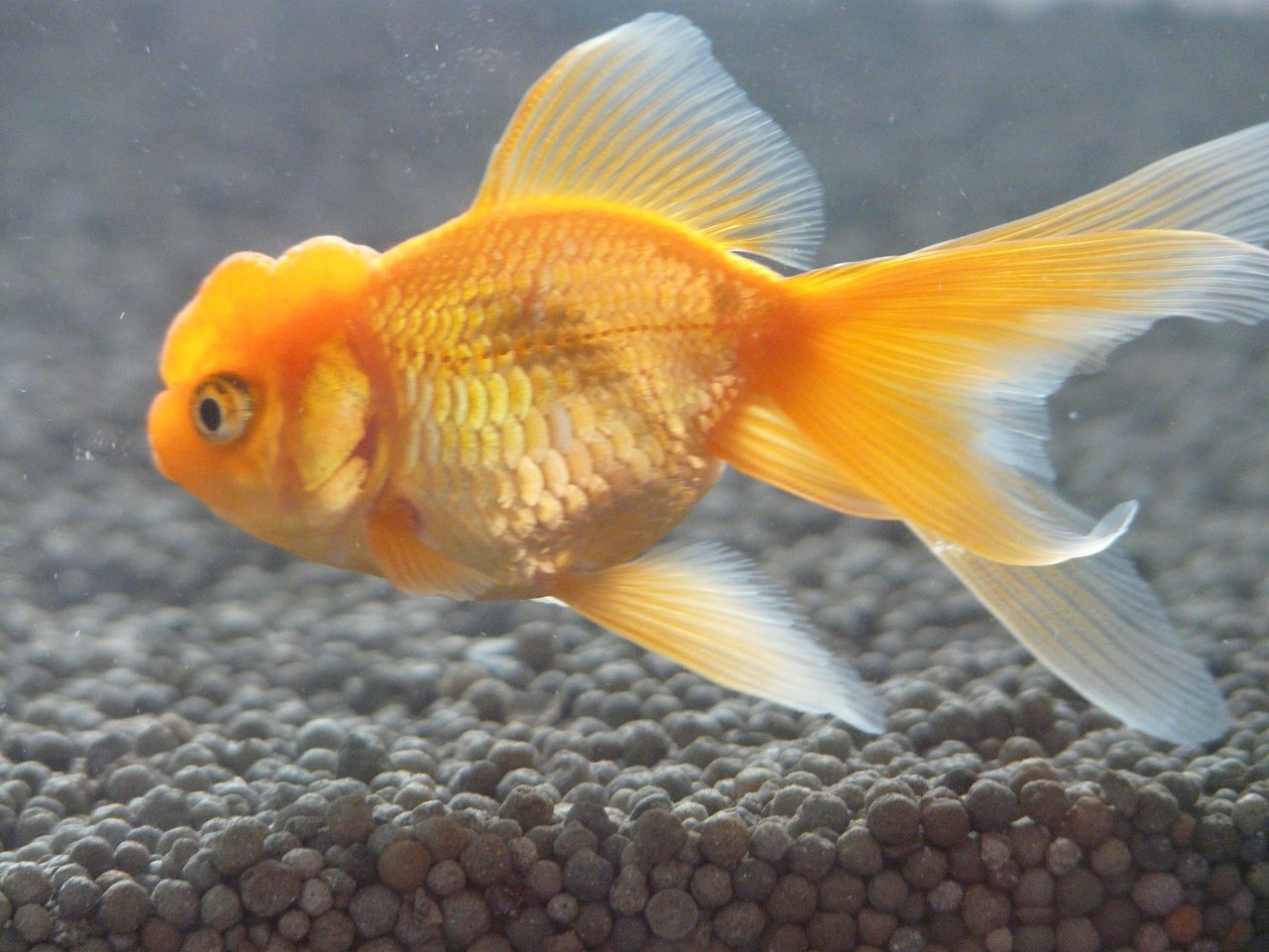 动物,金鱼,7秒的记忆,可爱,唯美,意境,游,安静,水下