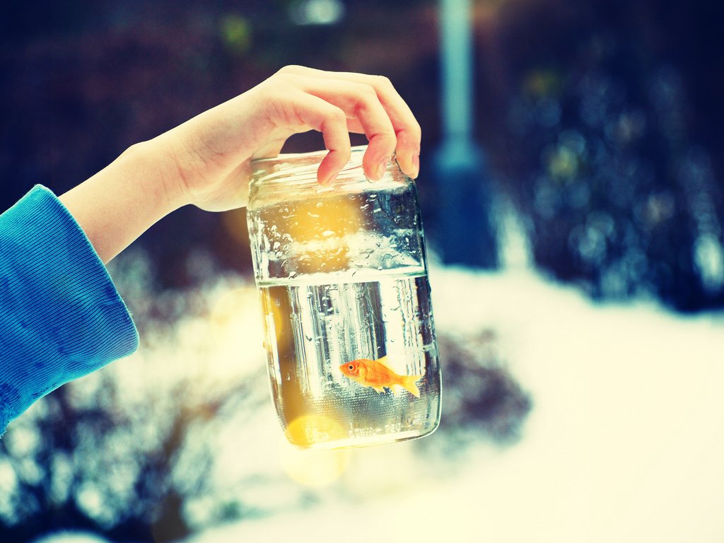 动物,金鱼,7秒的记忆,可爱,唯美,意境,游,安静,水下