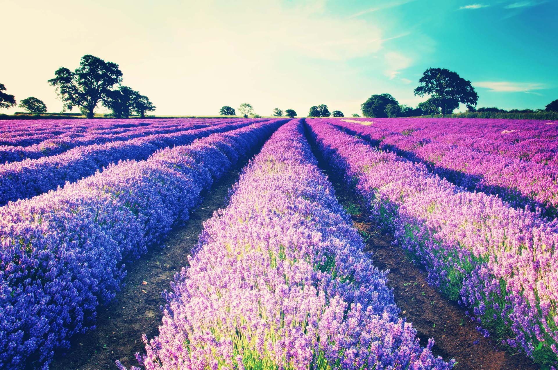 自然,风光,风景,旅游胜地,薰衣草