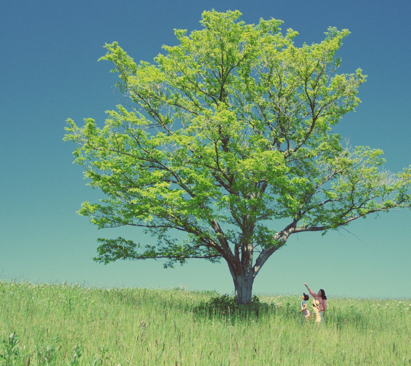 自然,风景,树,唯美,意境,孤单,来生要做一棵树