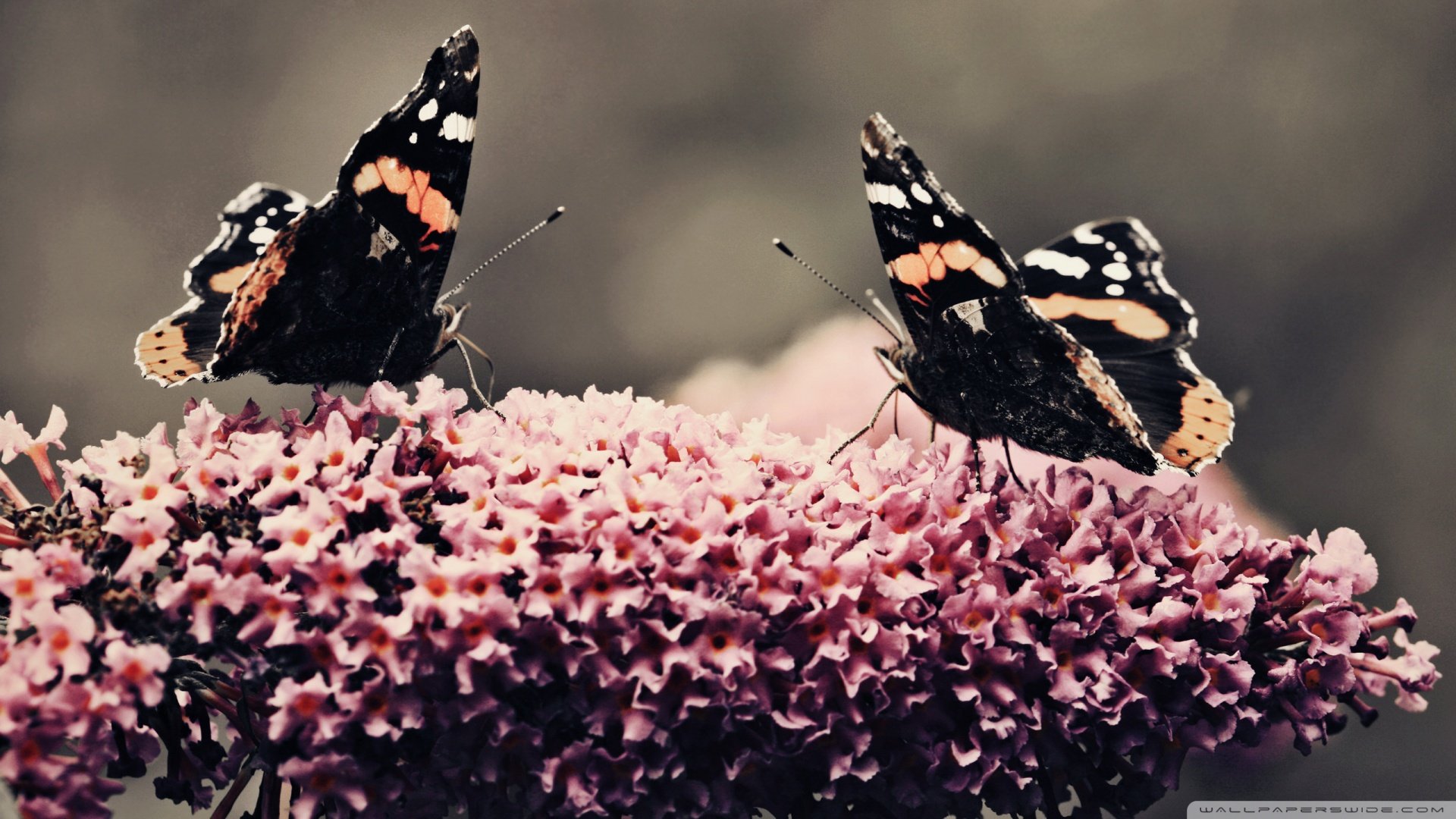 春分,春天,花,花开的声音,浪漫,清新,花朵,唯美,温暖,清新淡雅,鸟语花香