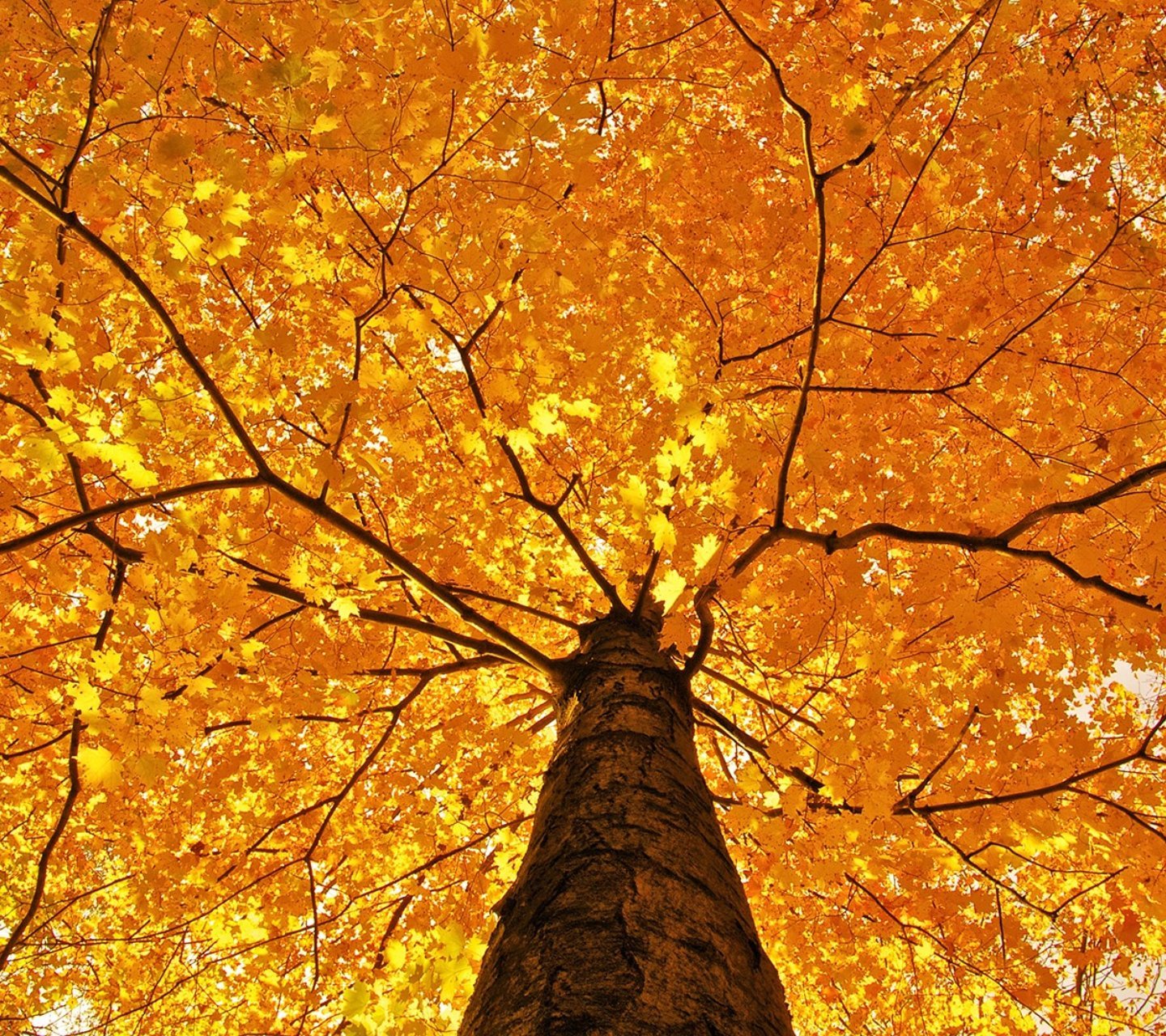 自然,风景,树,唯美,意境,孤单,来生要做一棵树