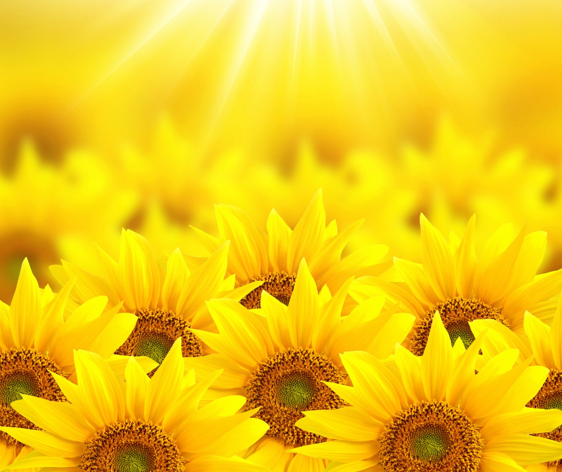 小清新,唯美,温馨,温暖,阳光,绿色养眼,自然,清新淡雅,花,春天,花团锦簇,向日葵