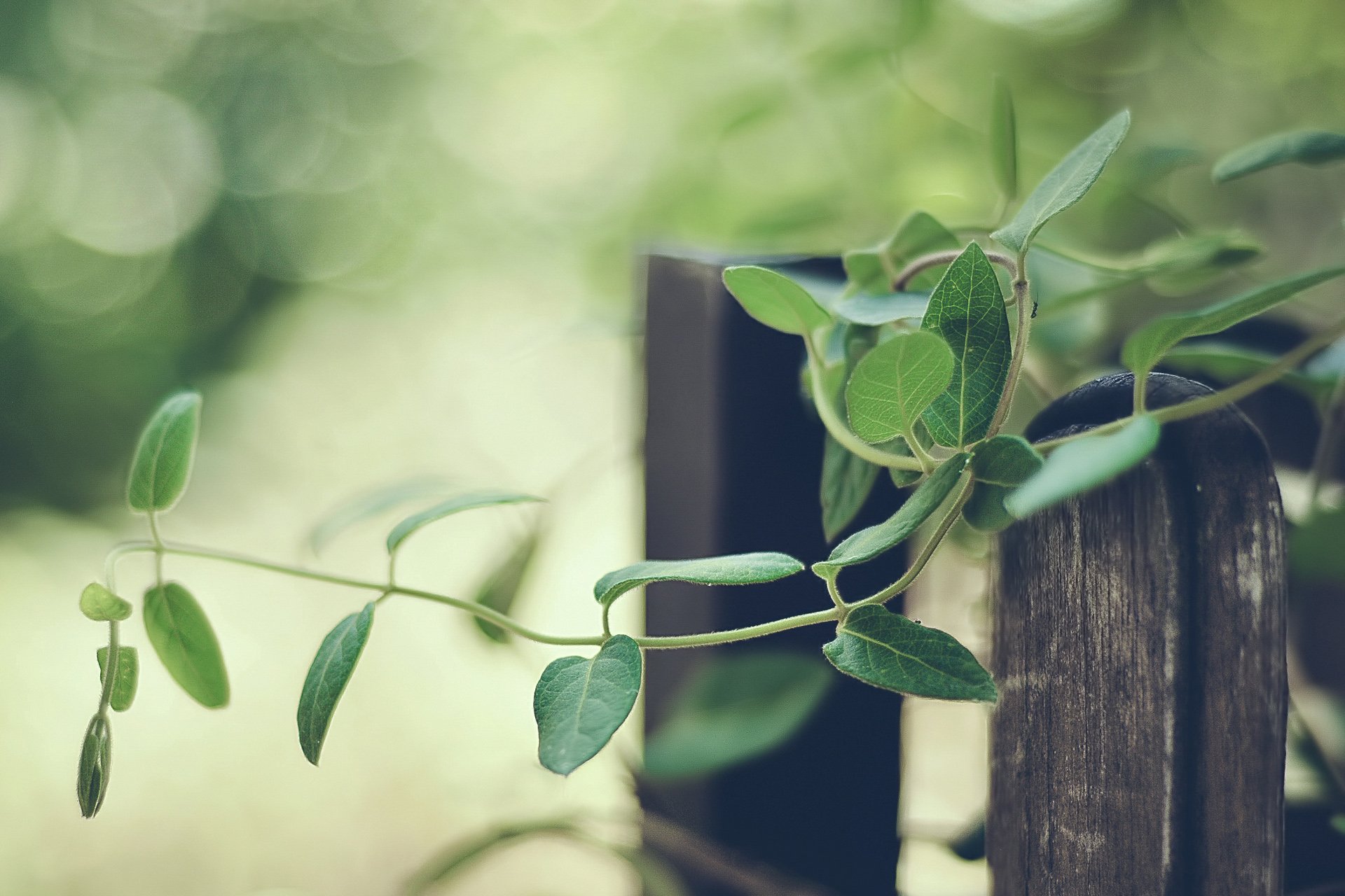 小清新,唯美,温馨,温暖,阳光,治愈系,安静,生活,慢生活,清新淡雅,温馨一刻,田园,自行车,单车