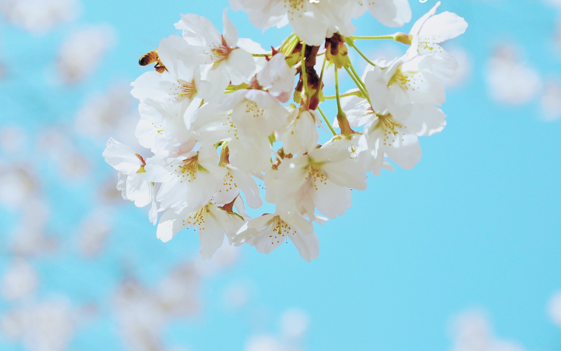 春分,春天,花,花开的声音,浪漫,清新,花朵,唯美,温暖,清新淡雅,鸟语花香