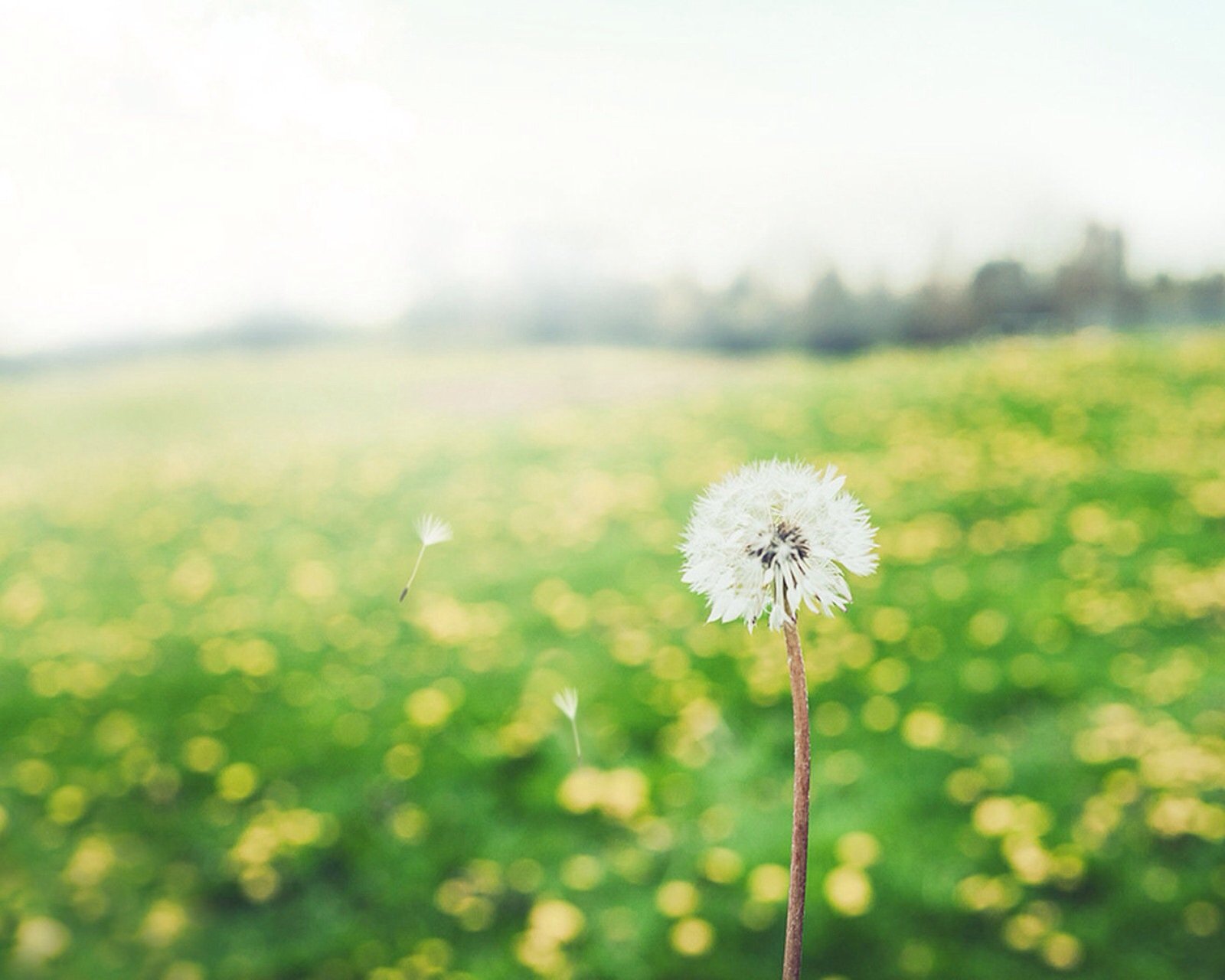 风景,自然,风光,蒲公英